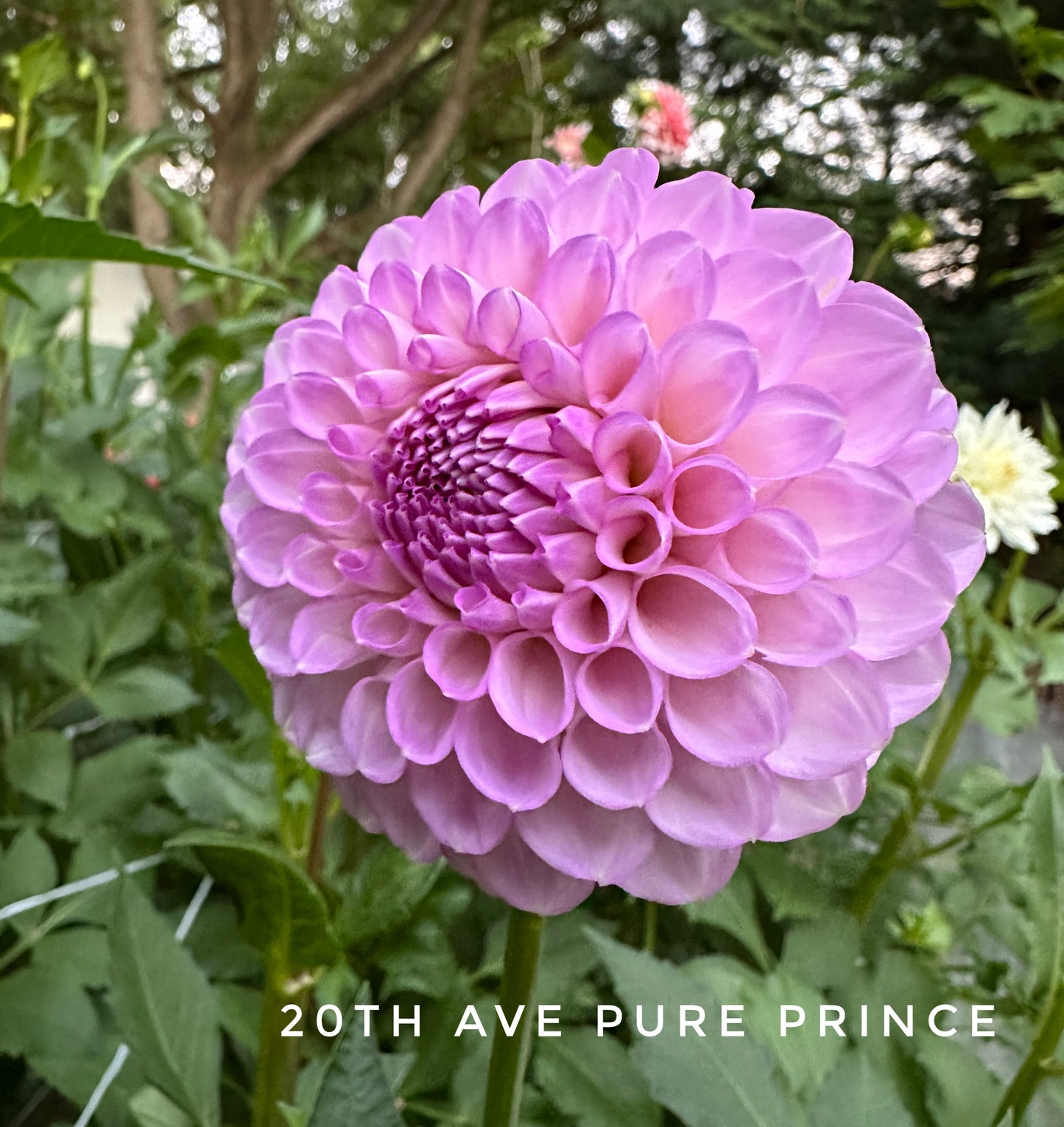 20th Ave Pure Prince