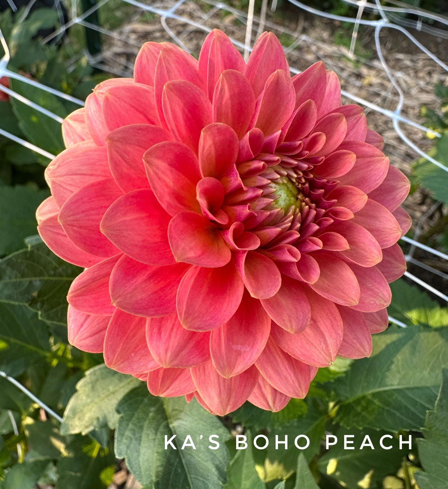 KA's® Boho Peach