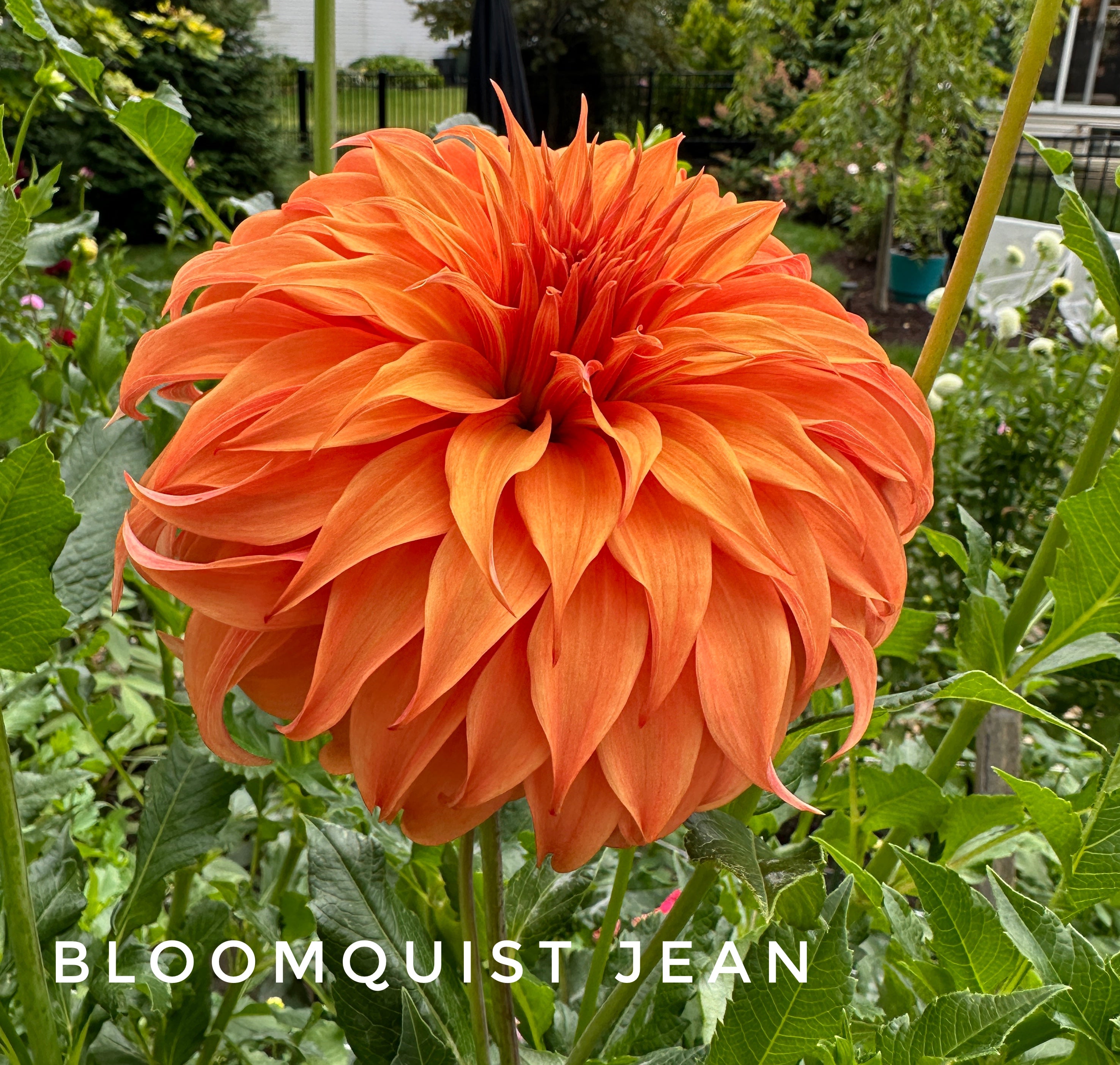 bloomquist jean dahlia seeds Bloomquist Jean – Charles Avenue Flowers