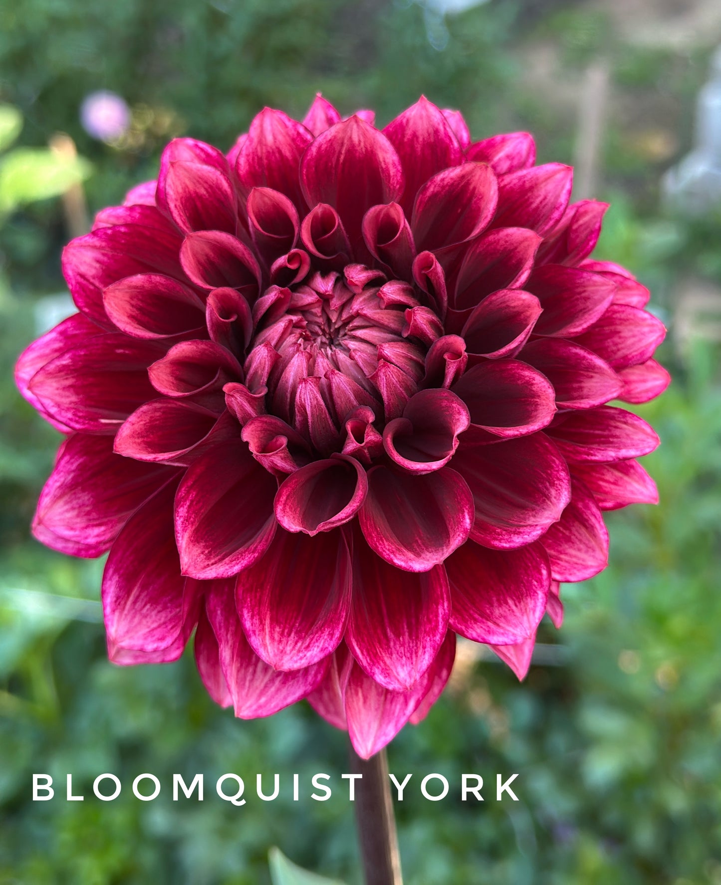 Bloomquist York