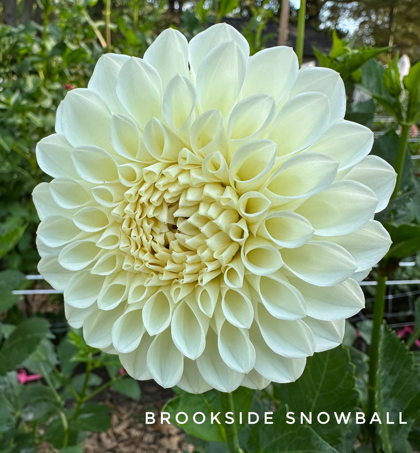 Brookside Snowball