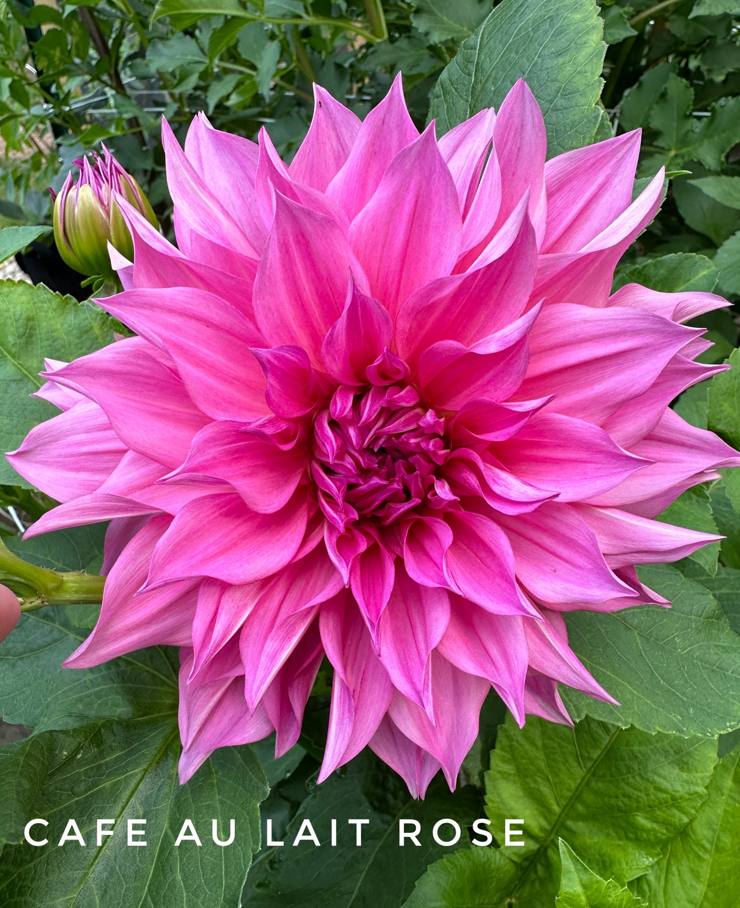 Cafe au Lait Rose