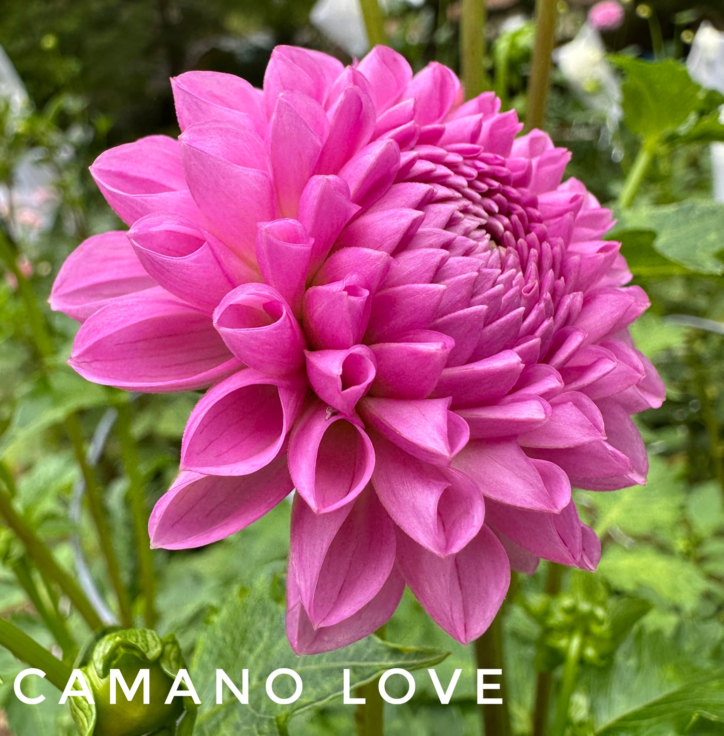 Camano Love
