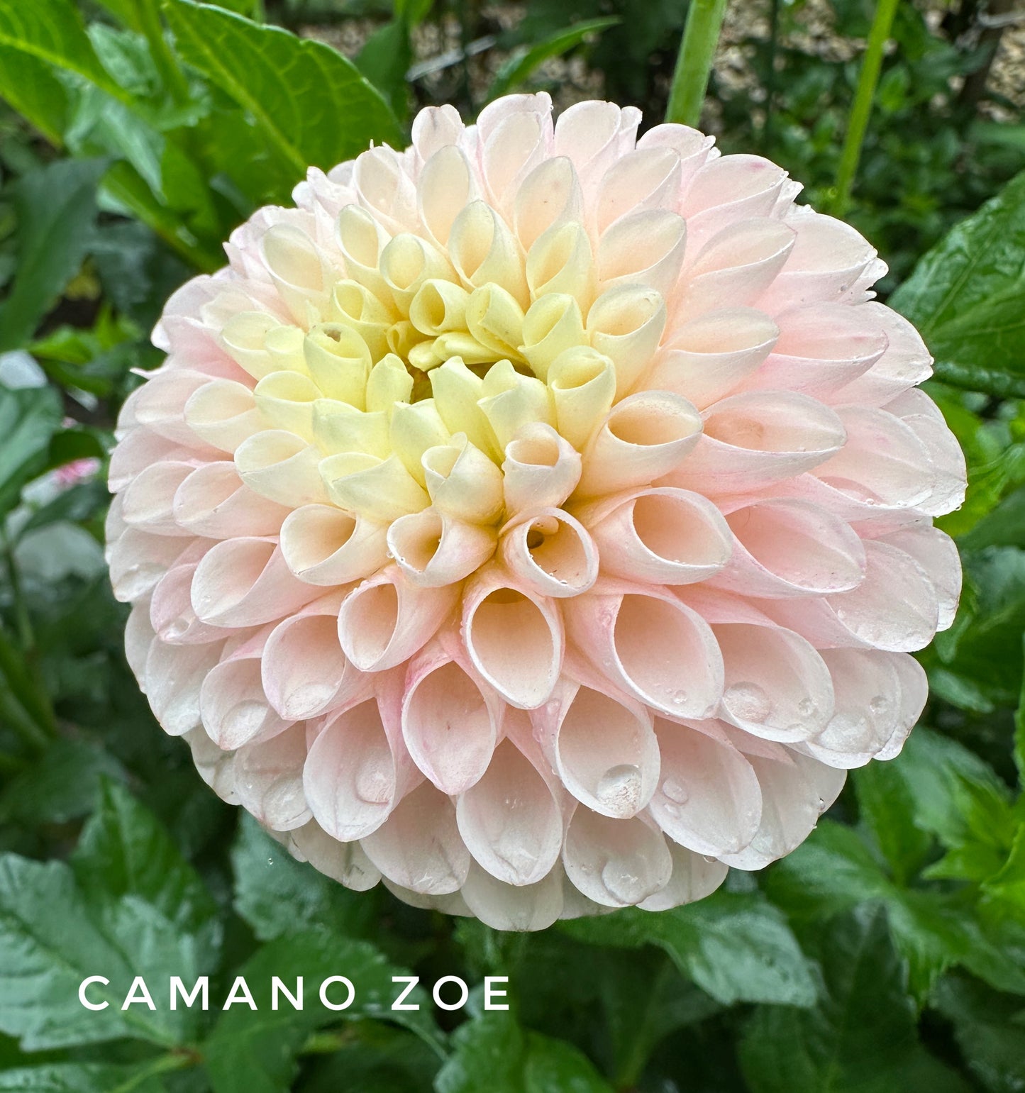 Camano Zoe