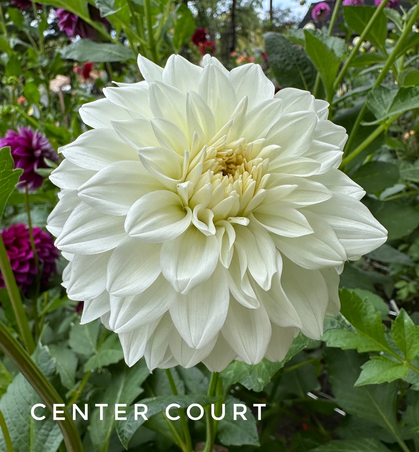 Center Court