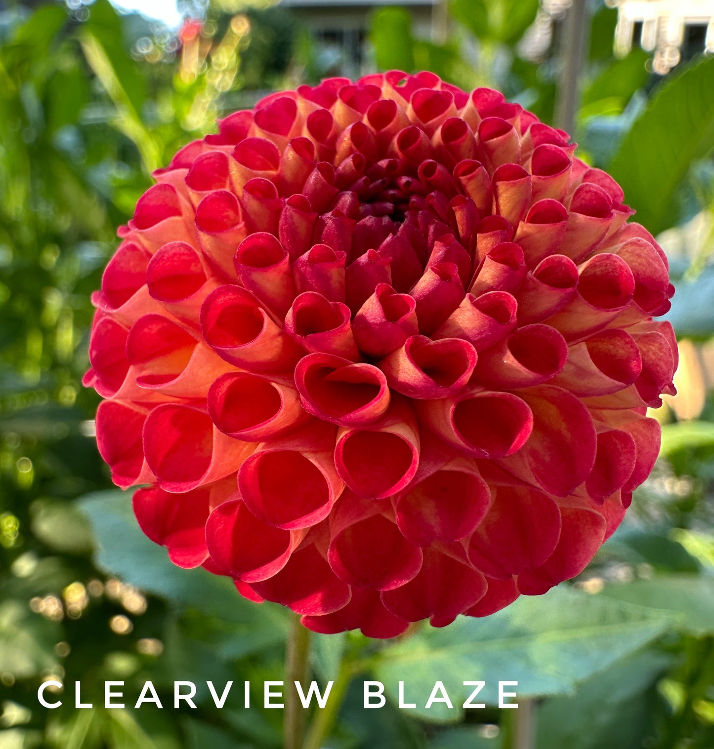 Clearview Blaze