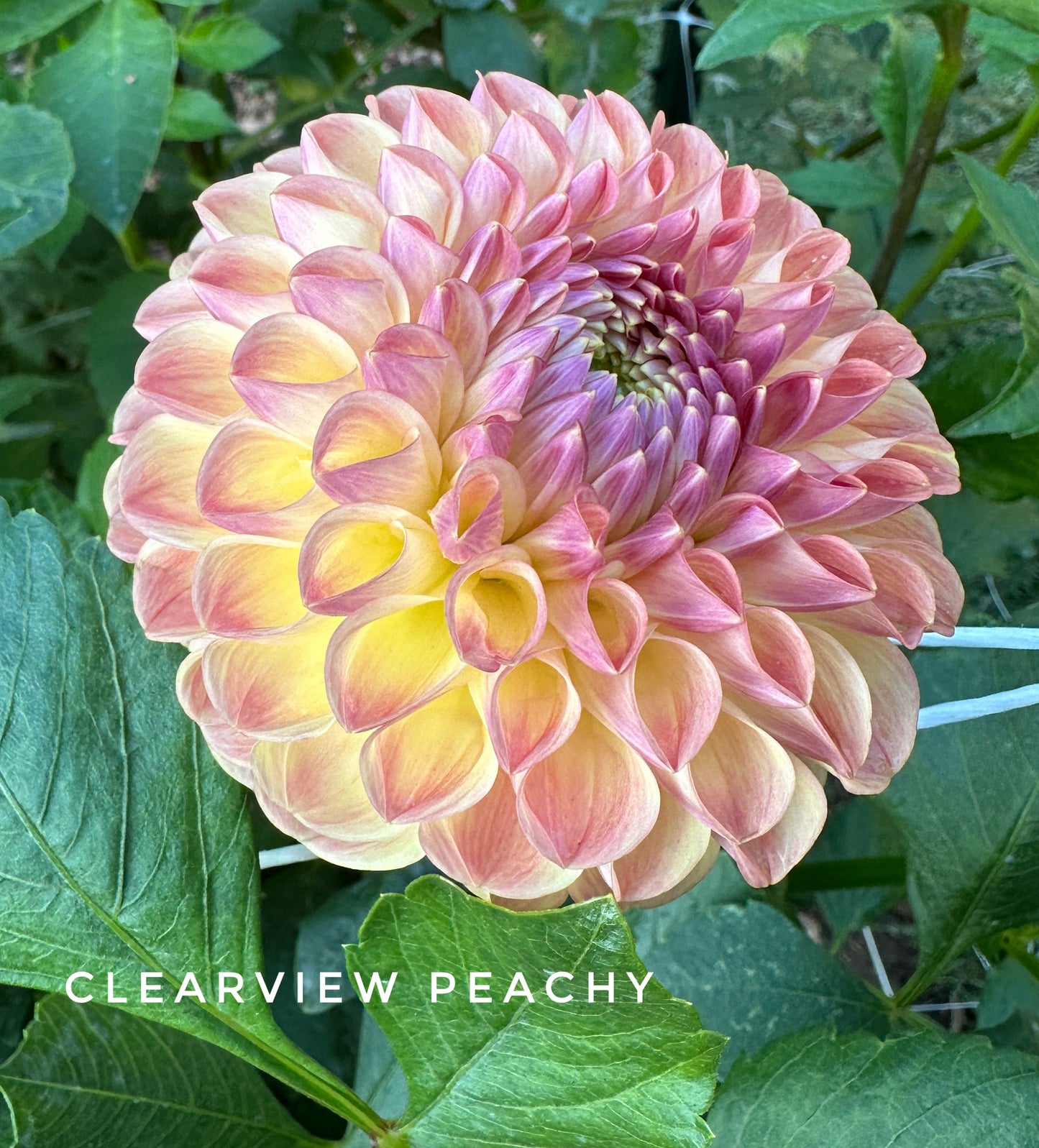 Clearview Peachy