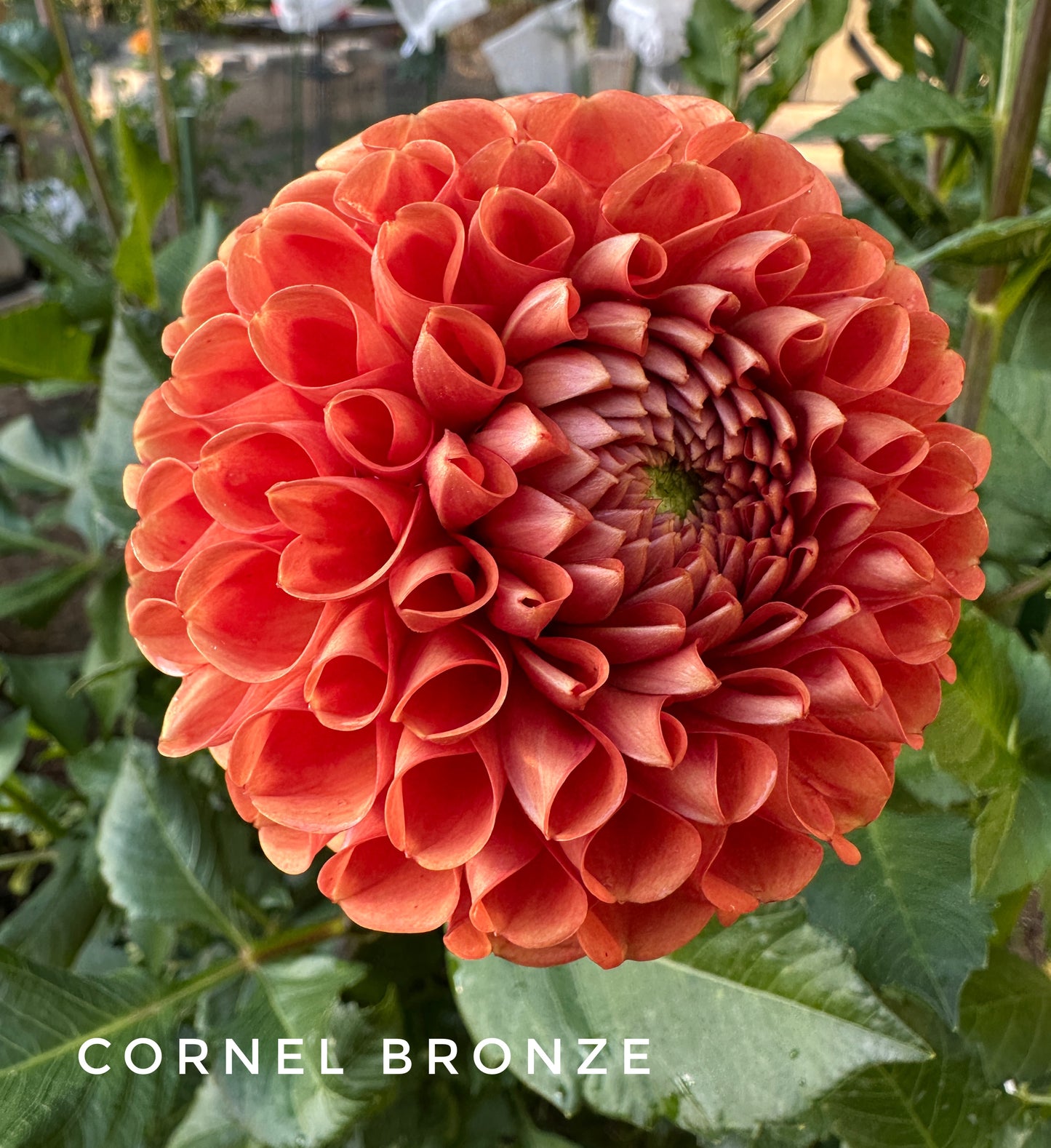 Cornel Bronze