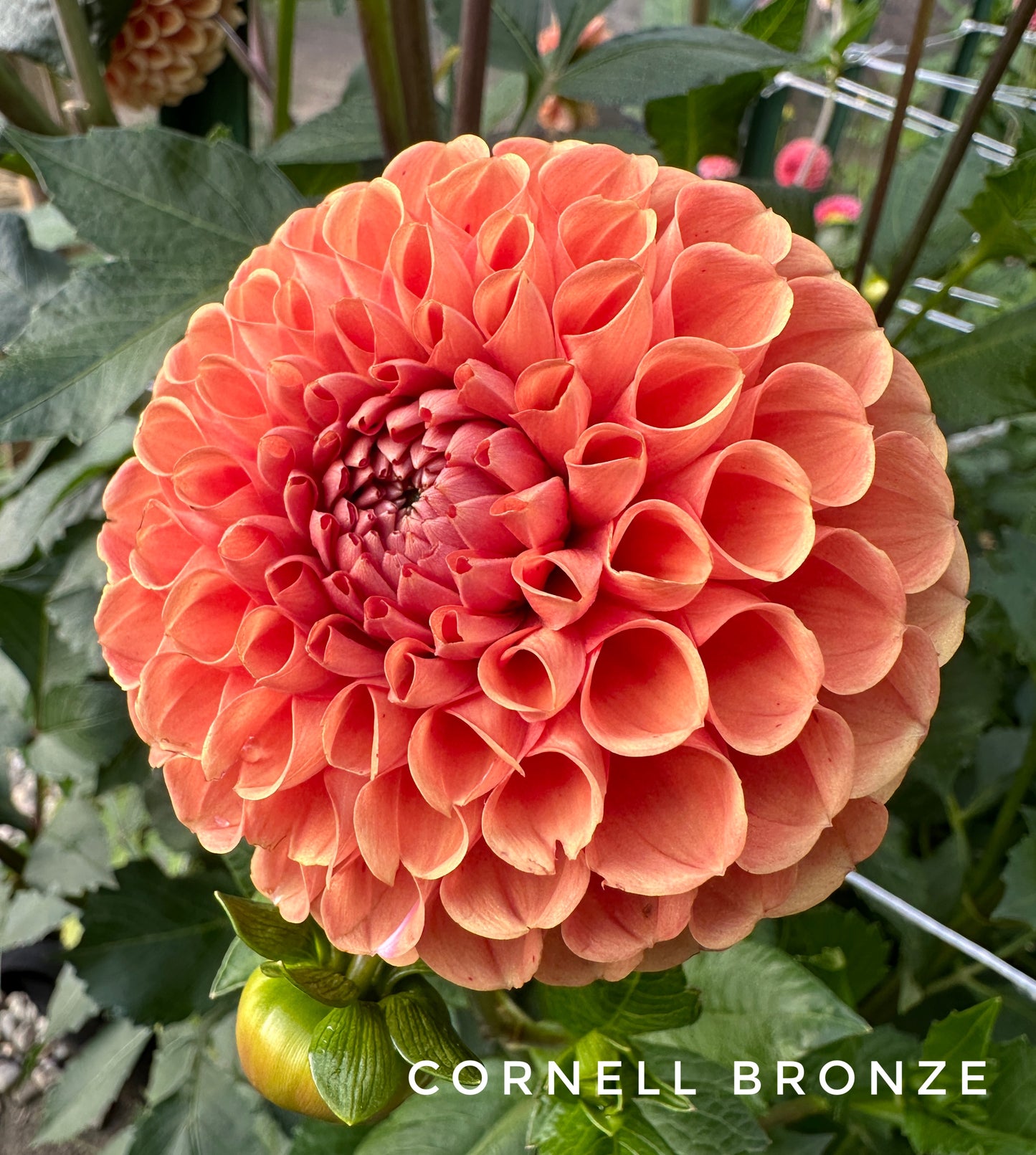 Cornel Bronze