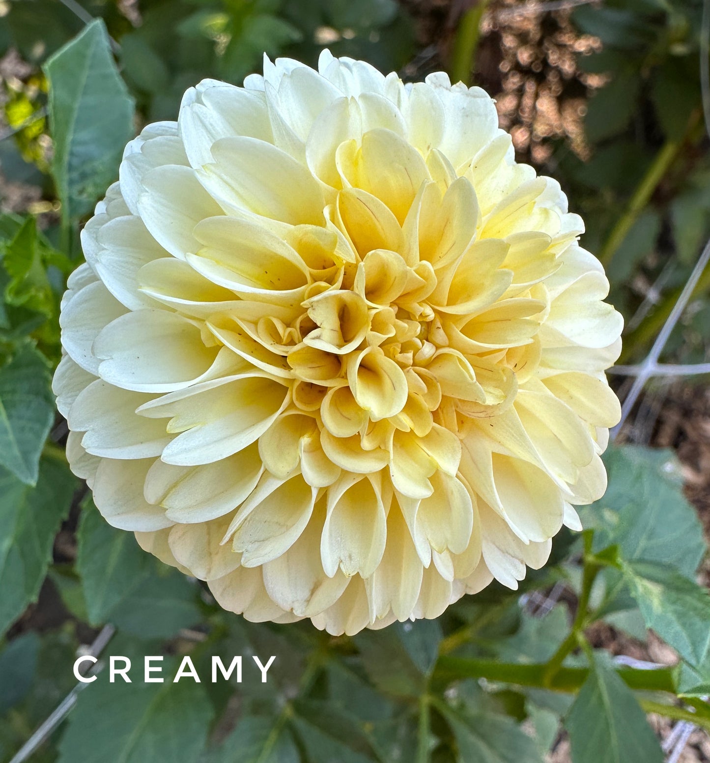 Creamy