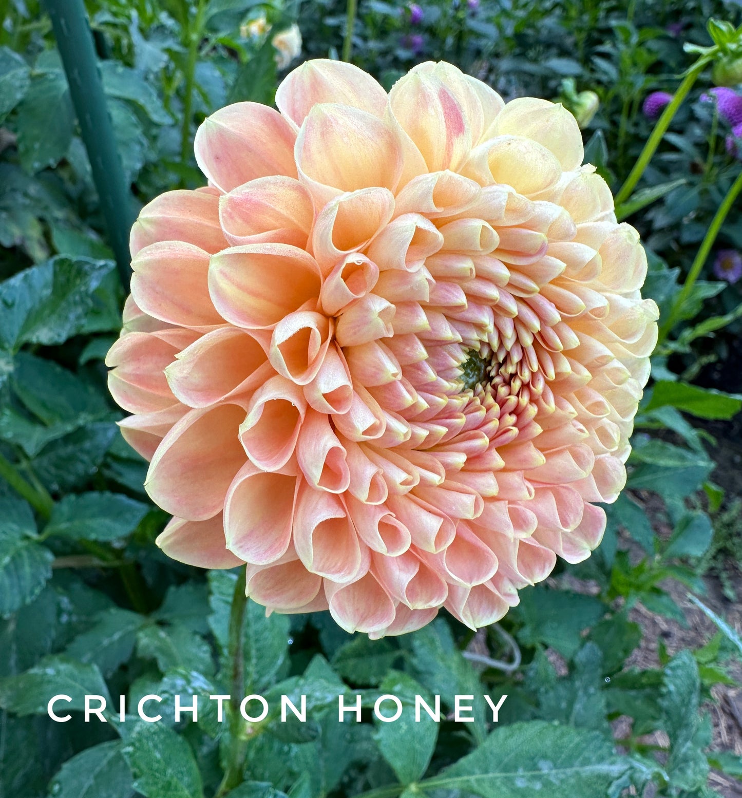 Crichton Honey