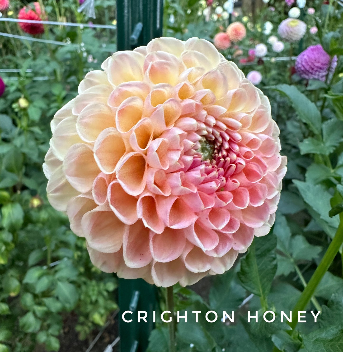 Crichton Honey