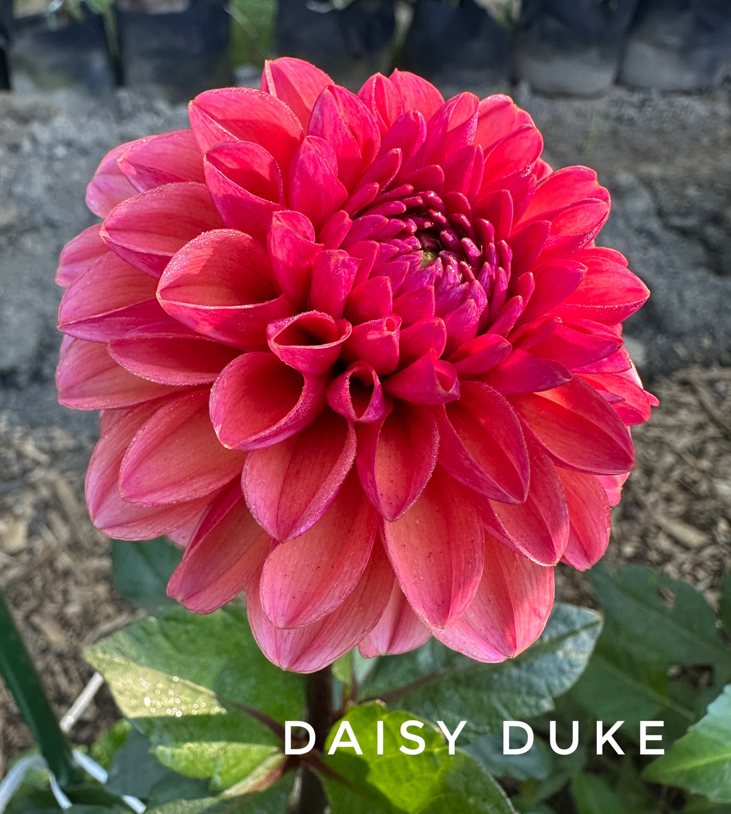 Daisy Duke