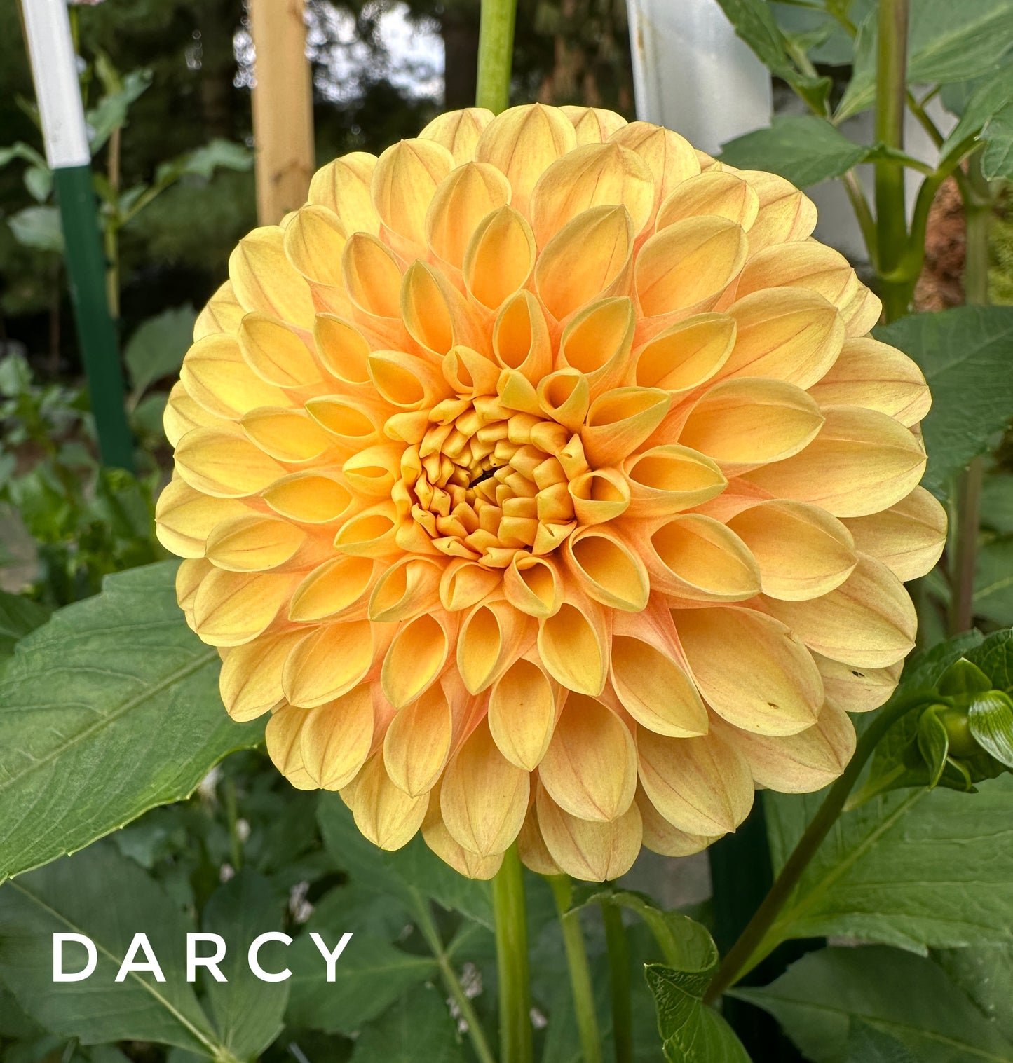 Darcy