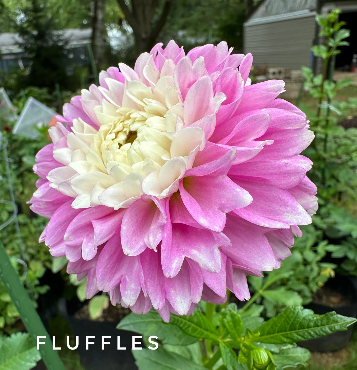 Fluffles