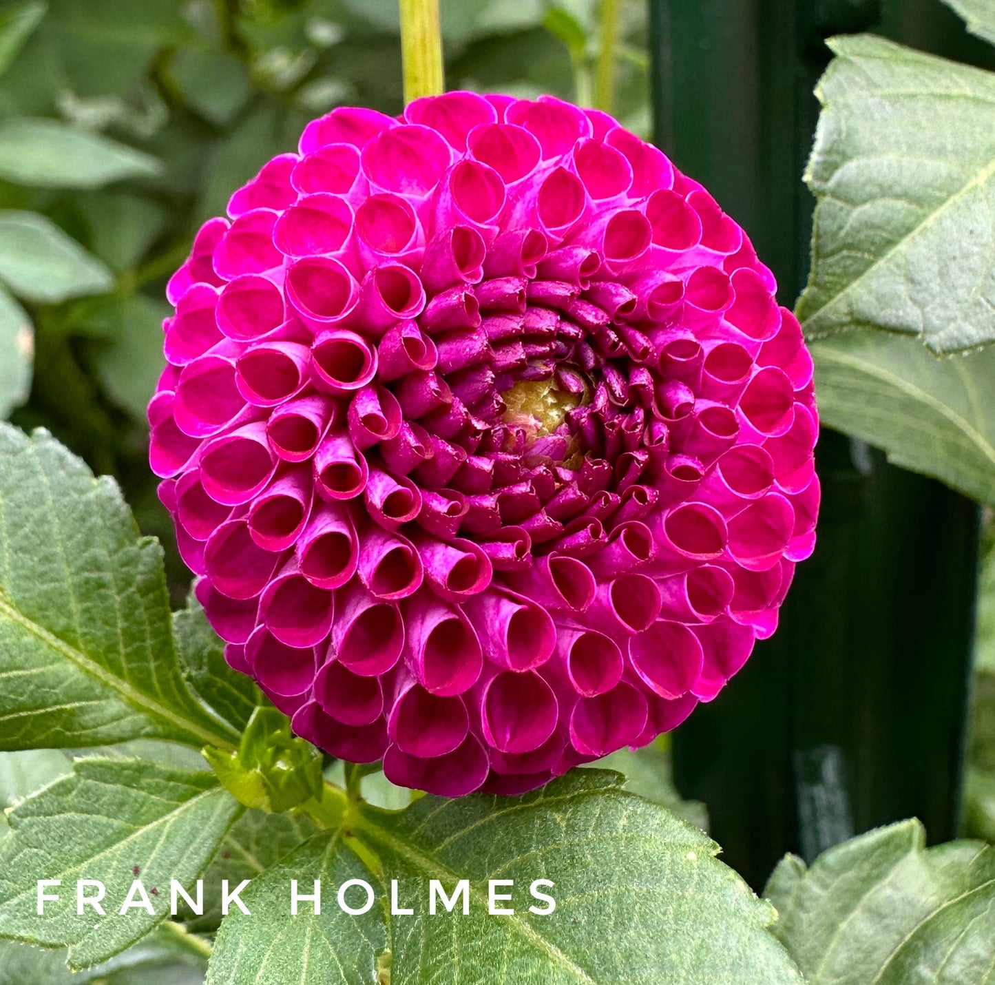 Frank Holmes