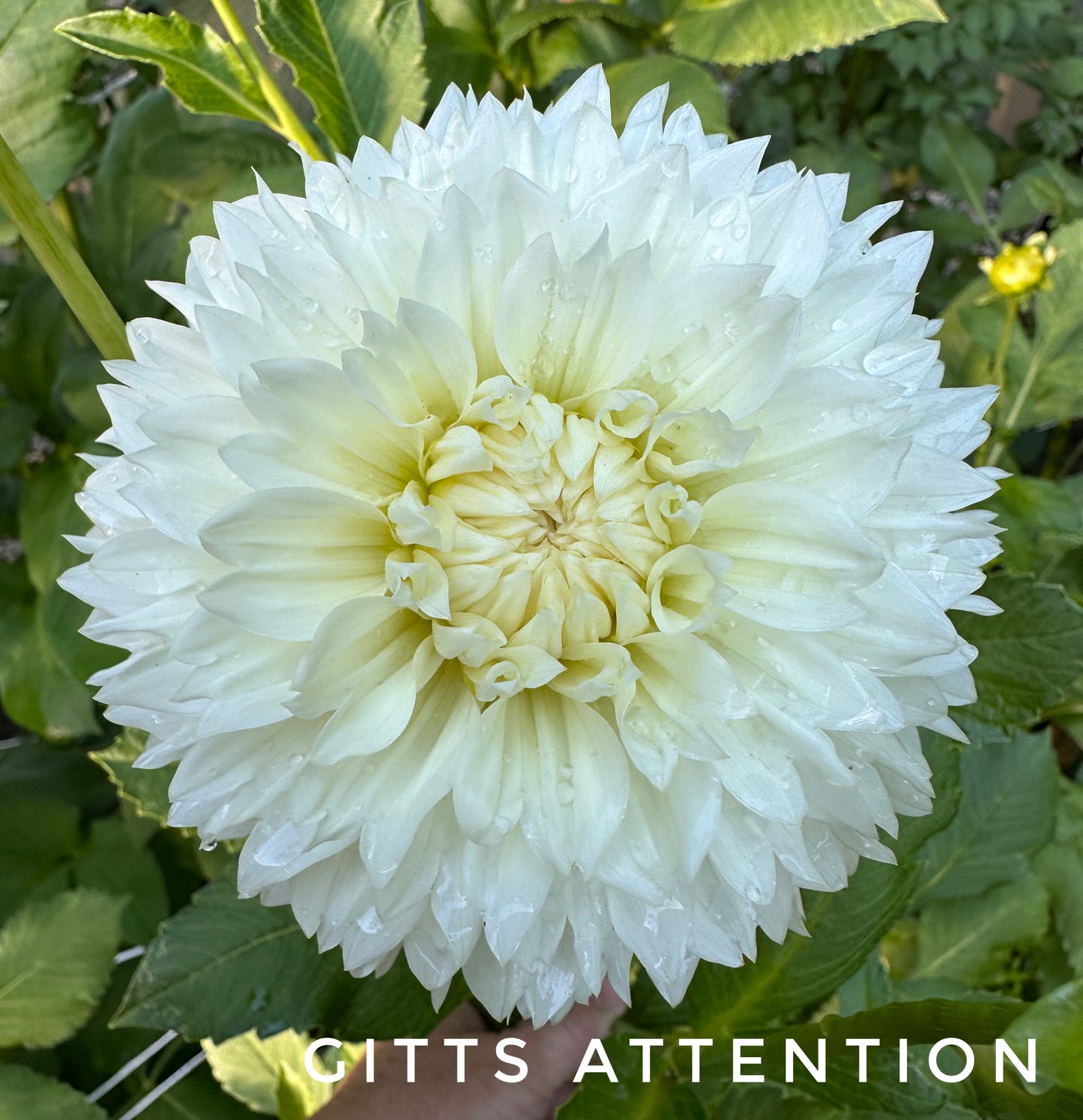 Gitts Attention