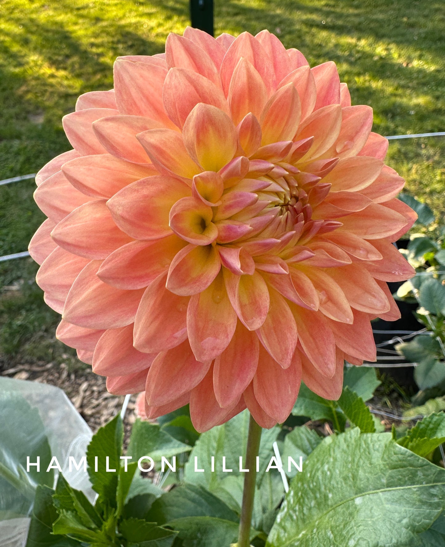 Hamilton Lillian