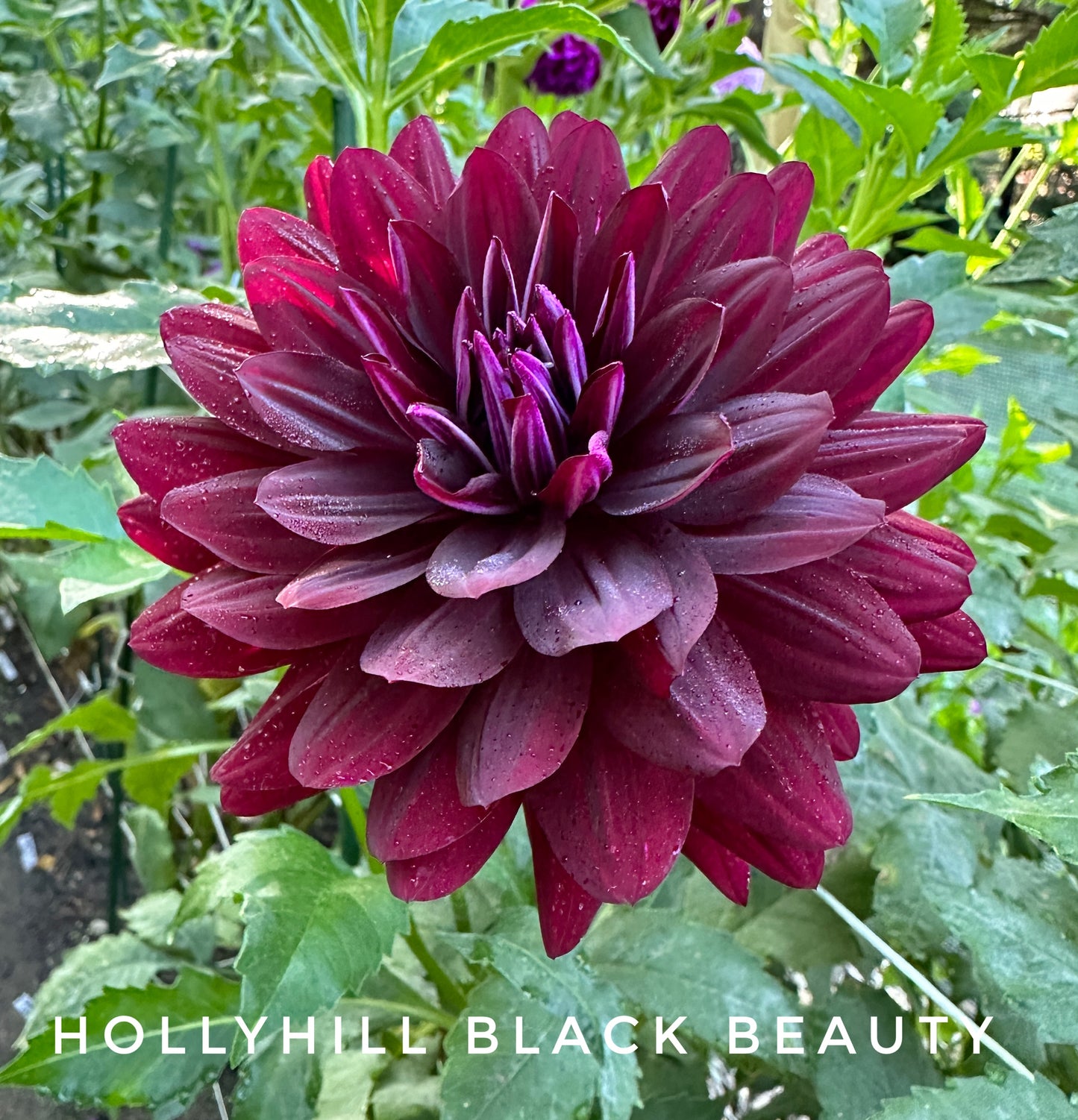hollyhill black beauty