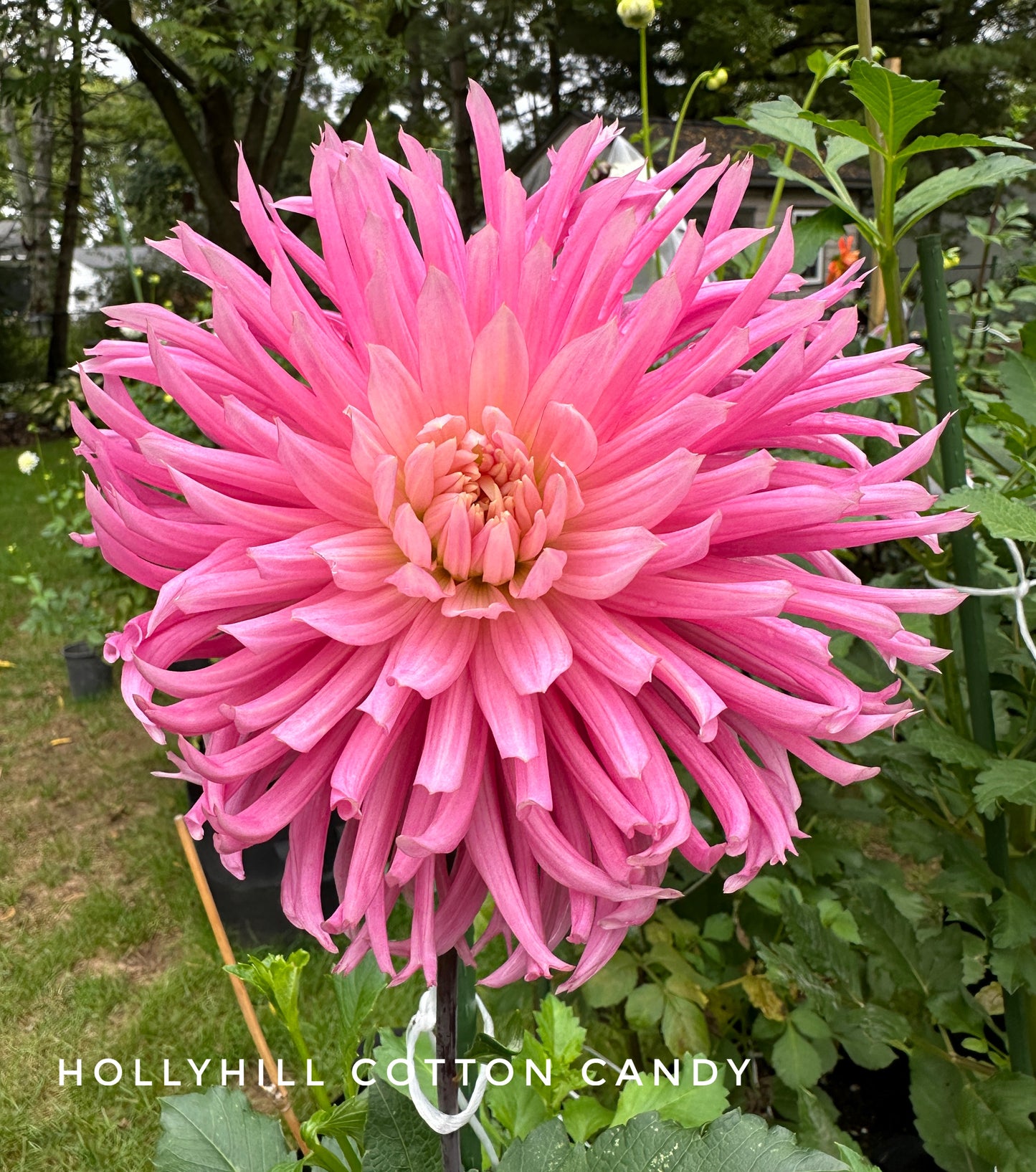 Hollyhill Cotton Candy