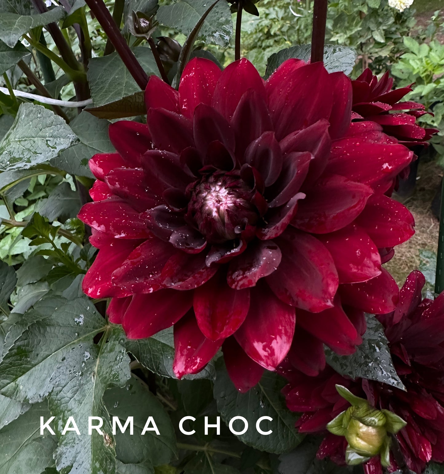 Karma Choc