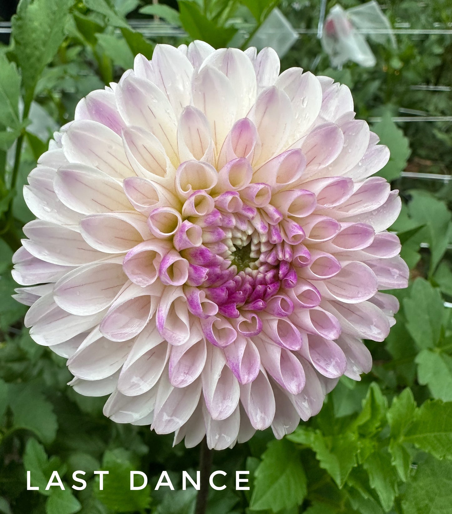 Last Dance