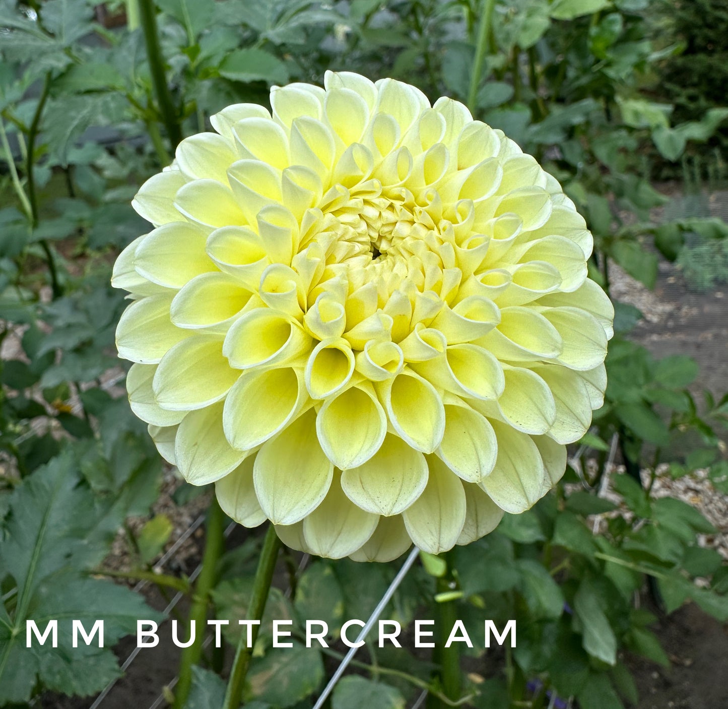 MM Buttercream