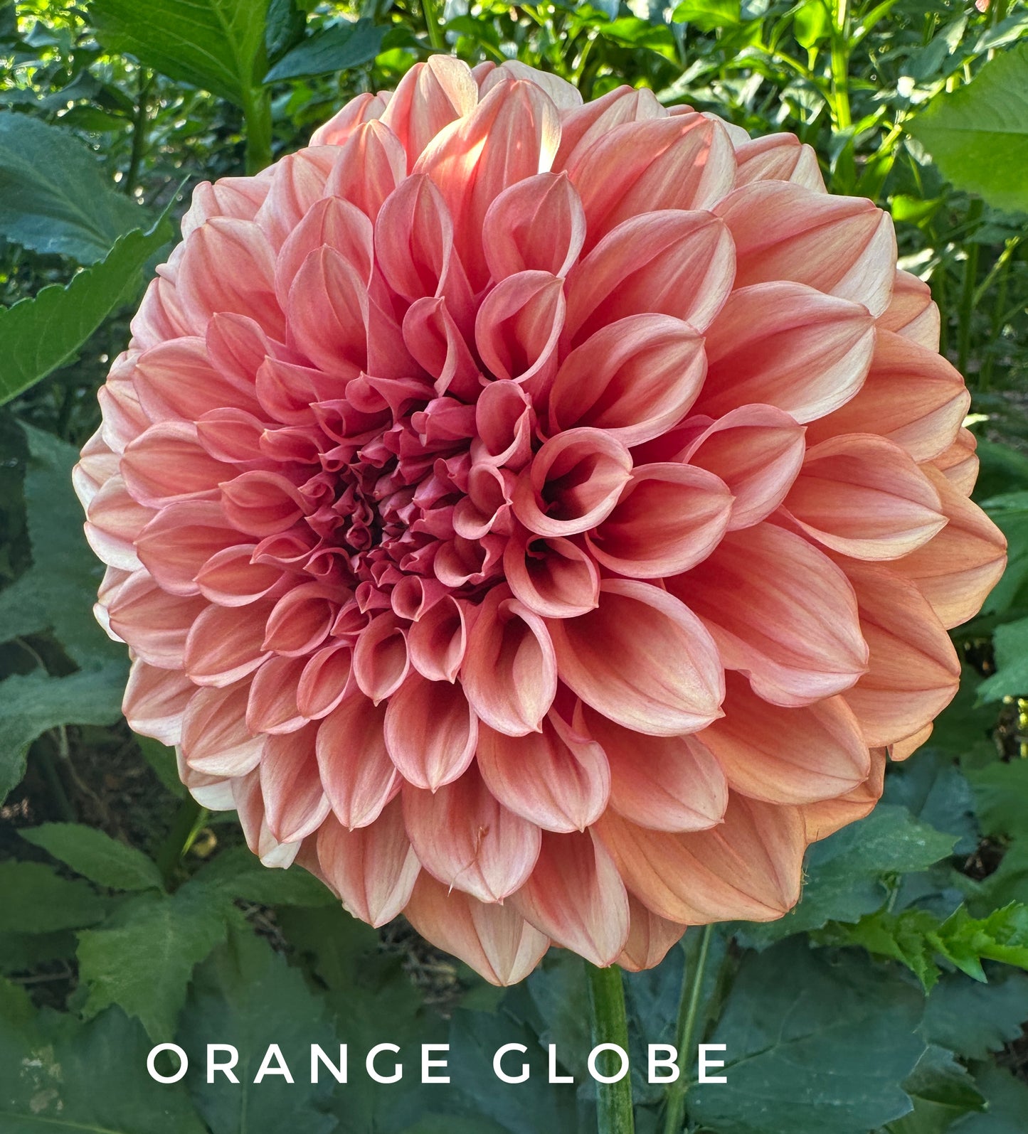 Orange Globe