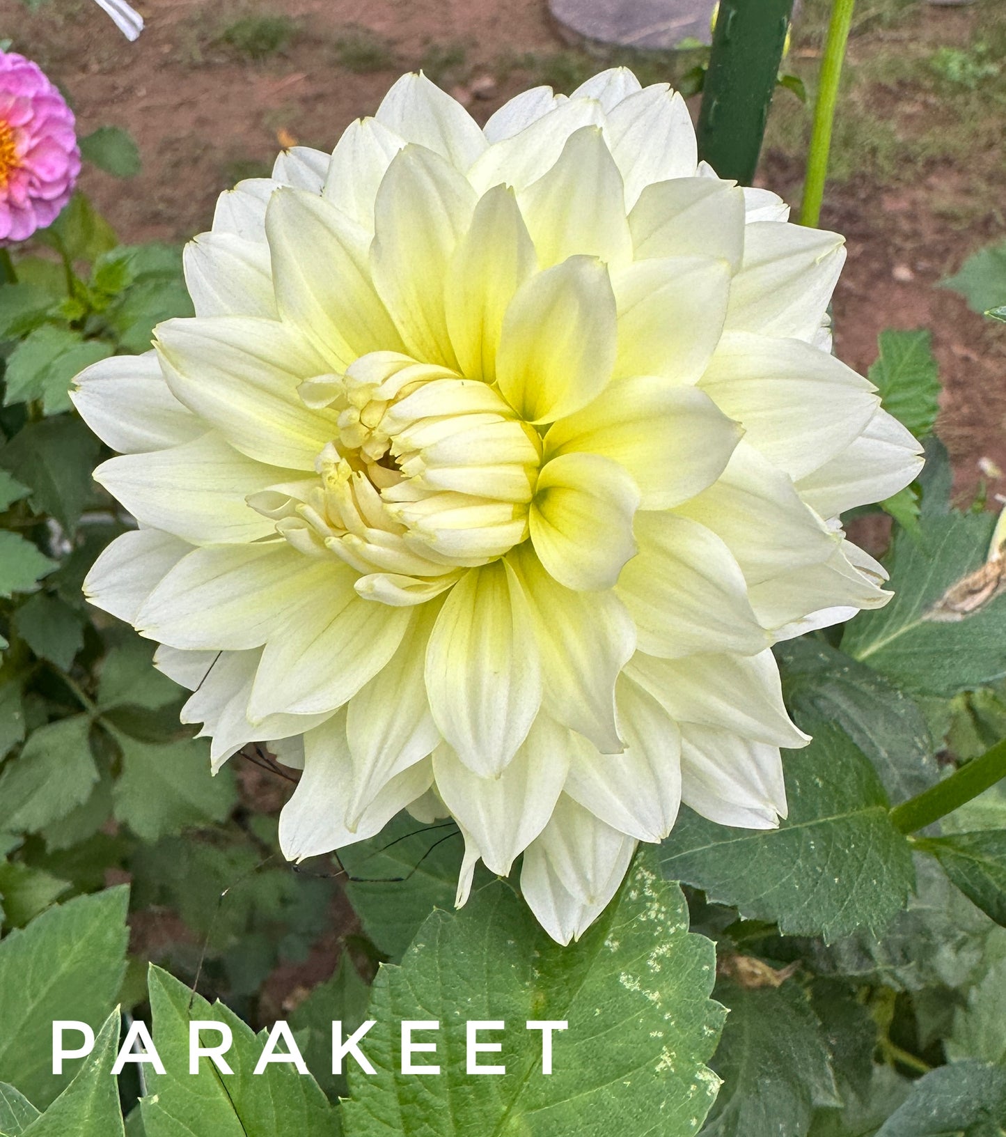 Parakeet