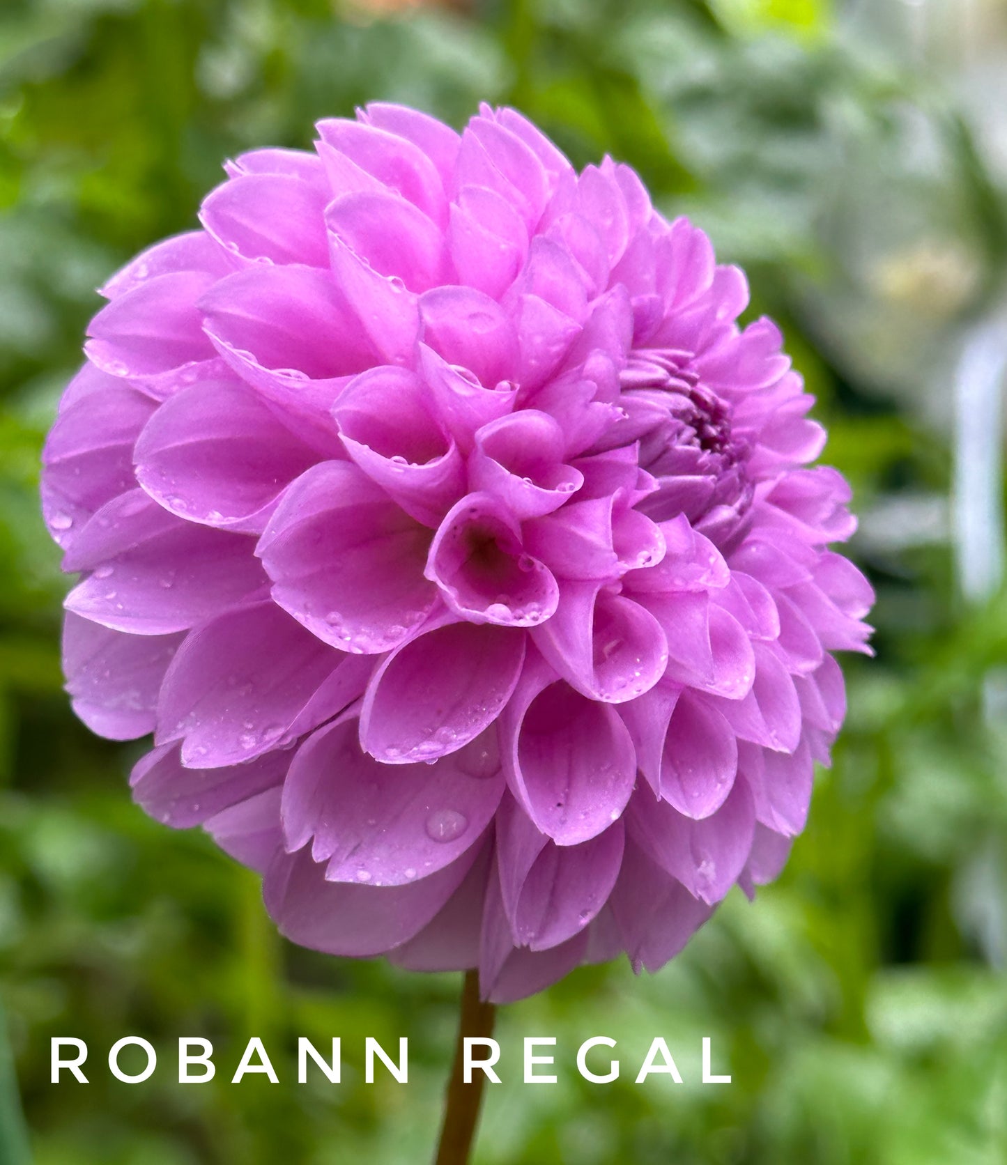 RobAnn Regal