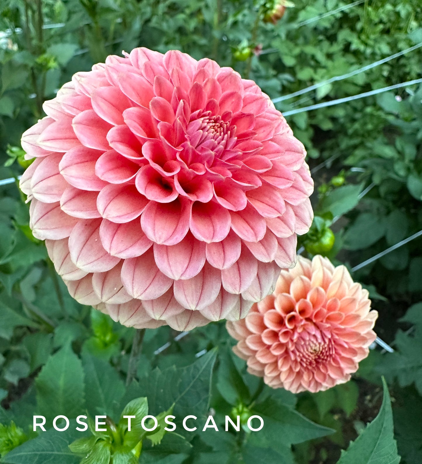 Rose Toscano