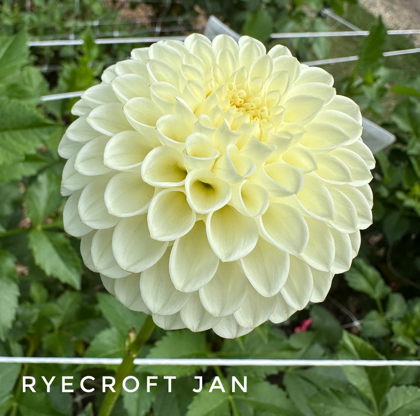Ryecroft Jan