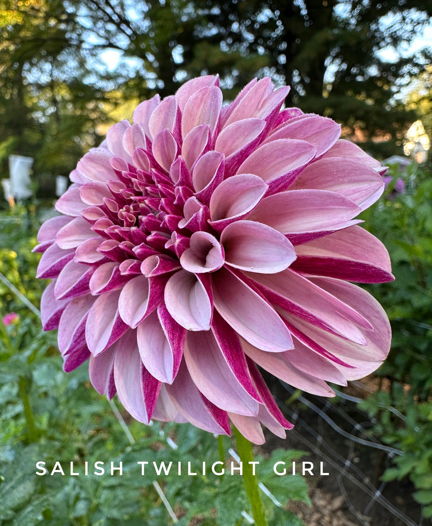 Salish Twilight Girl