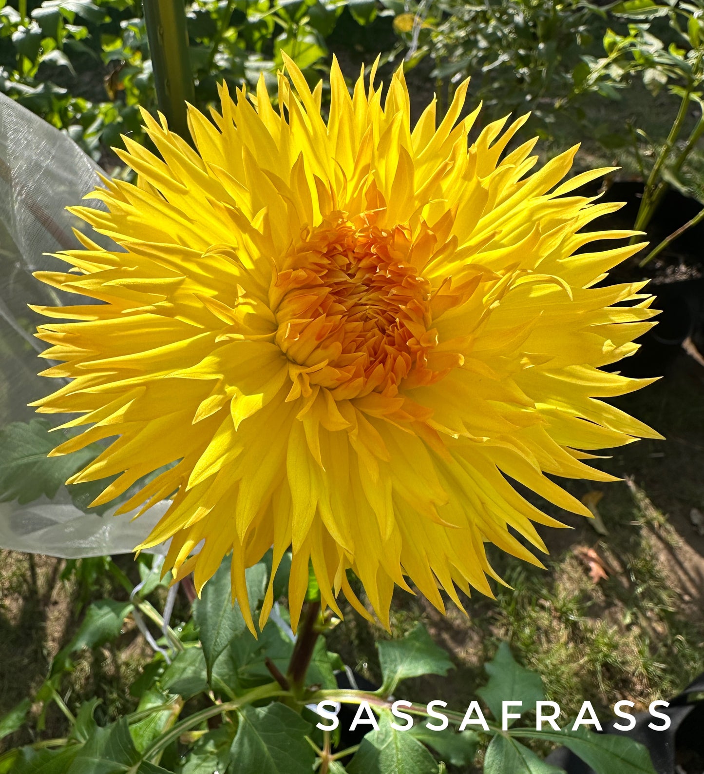 Sassafras