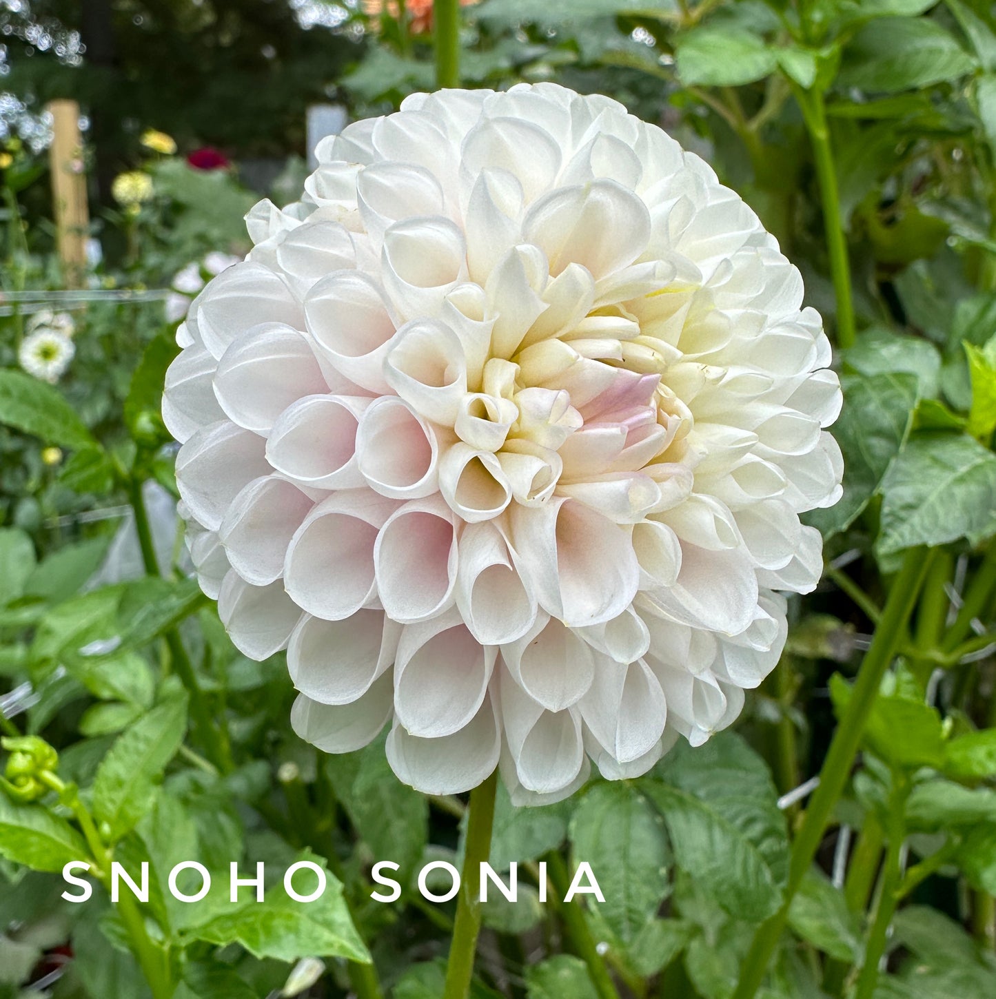Snoho Sonia