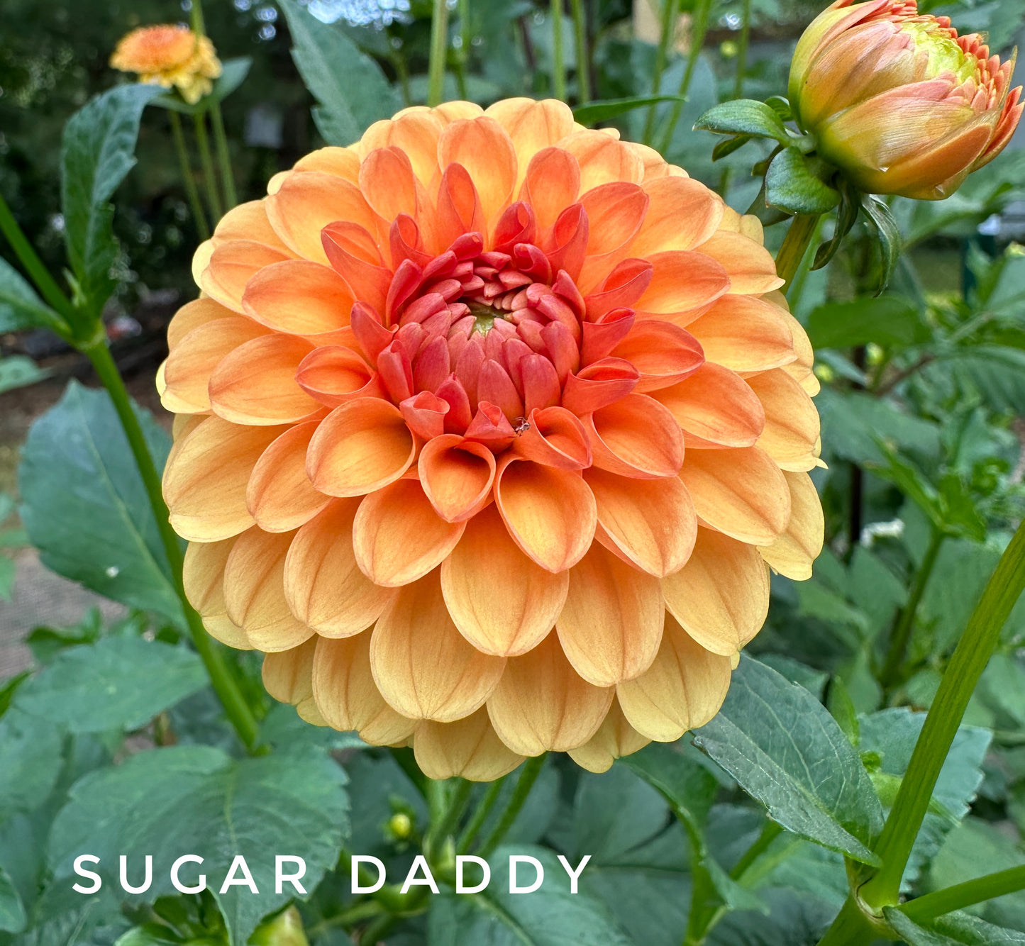 Sugar Daddy