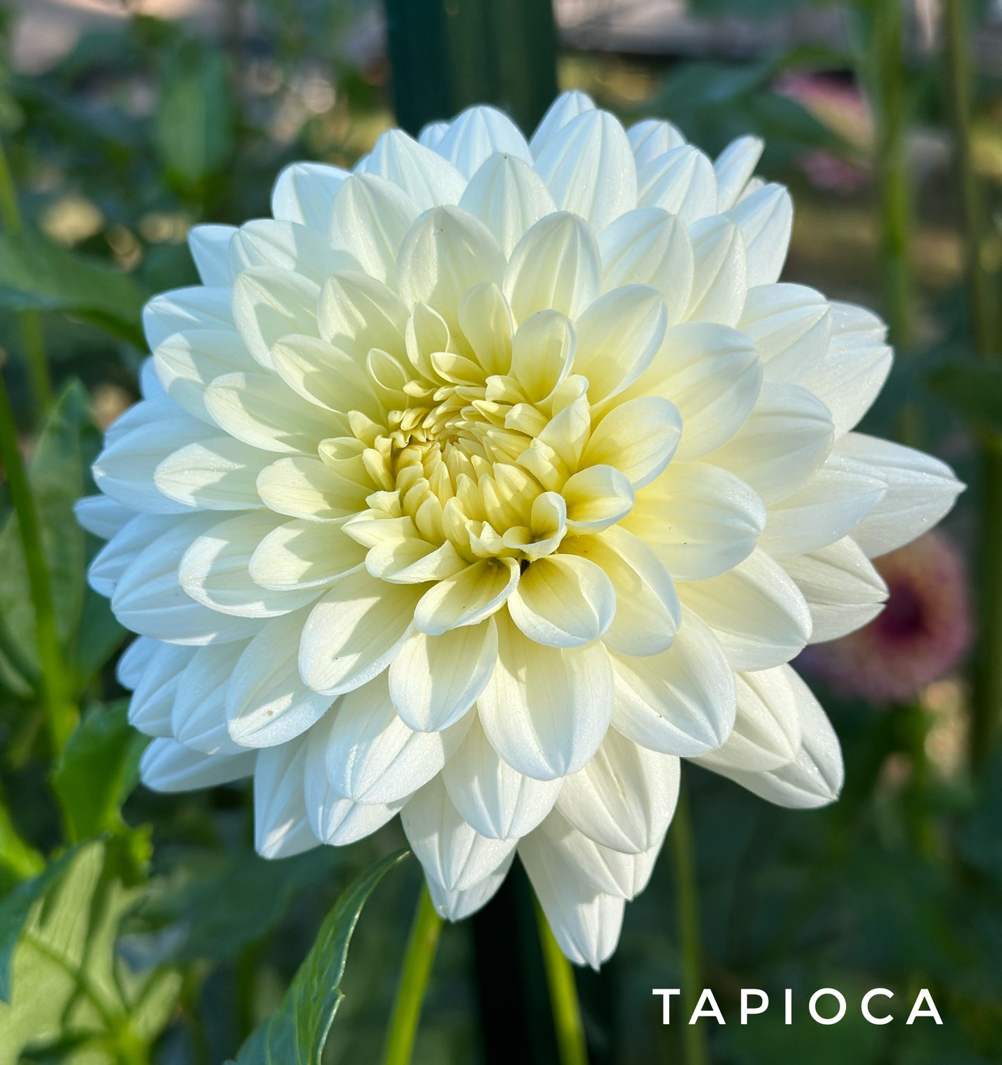 Tapioca