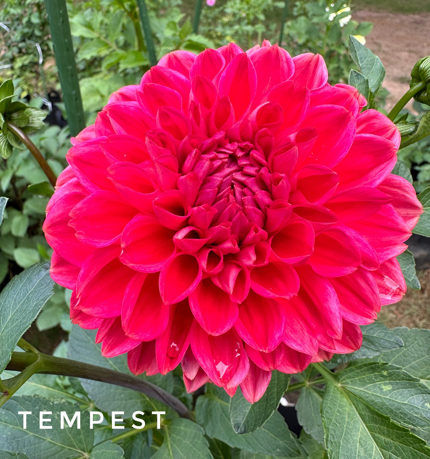 Tempest