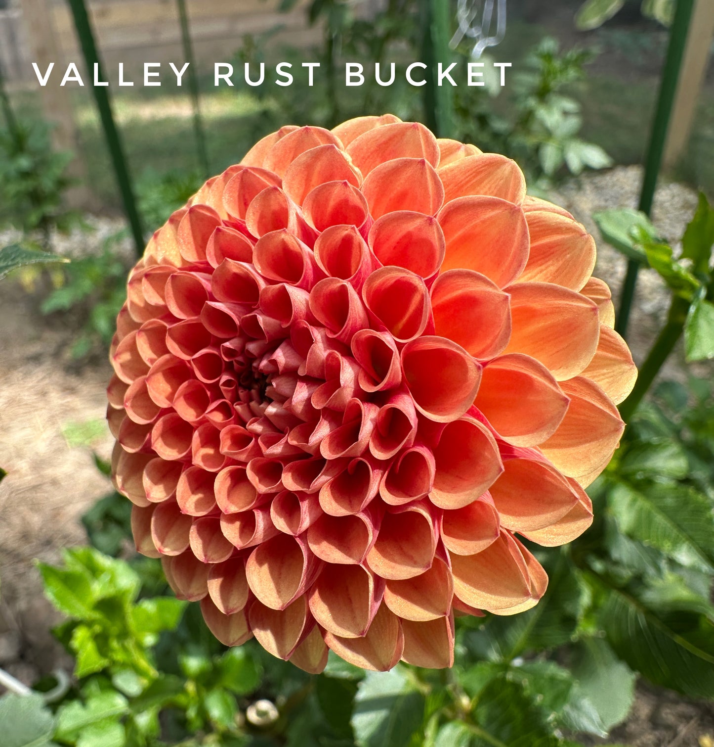 Valley Rust Bucket