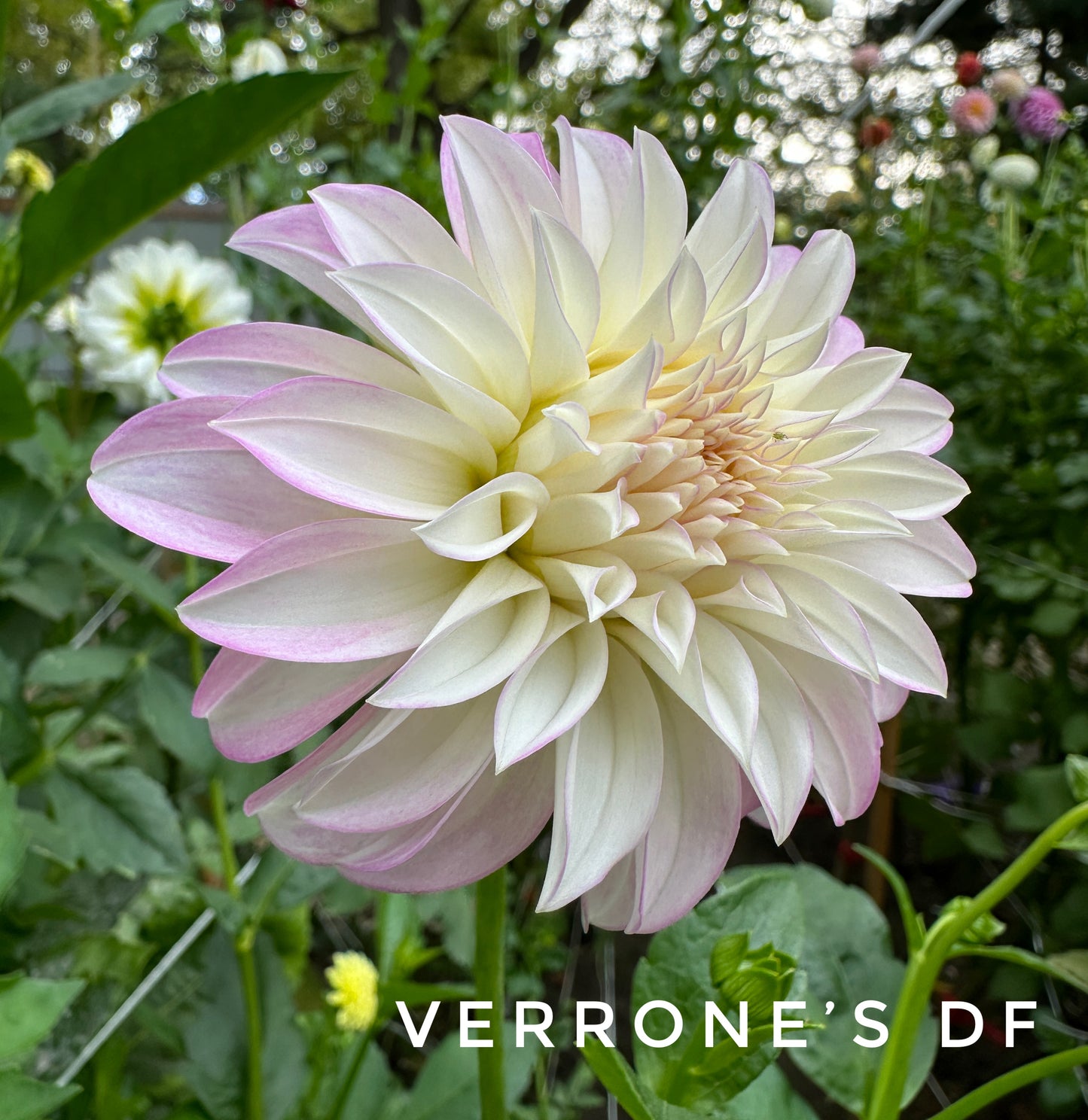 Verrone's DF
