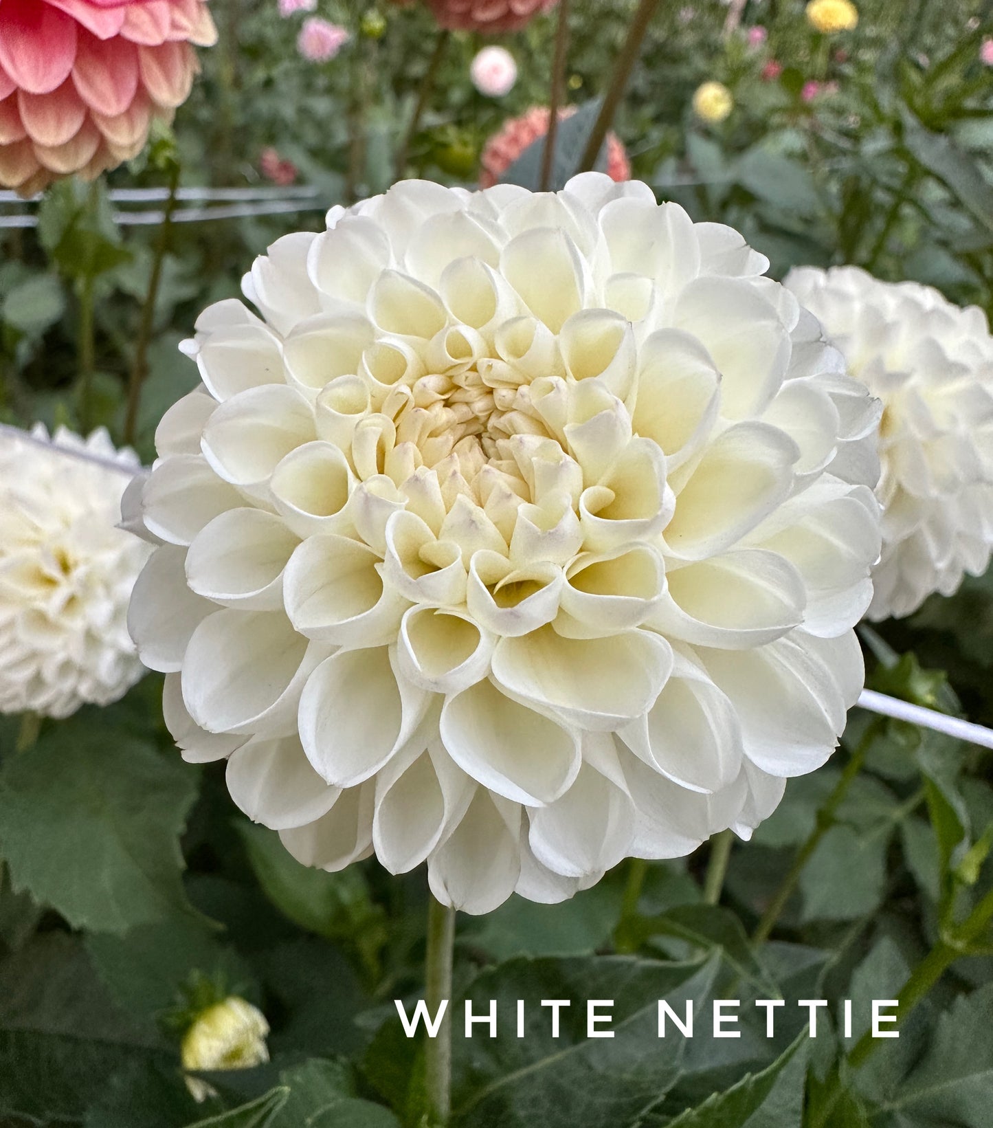 White Nettie