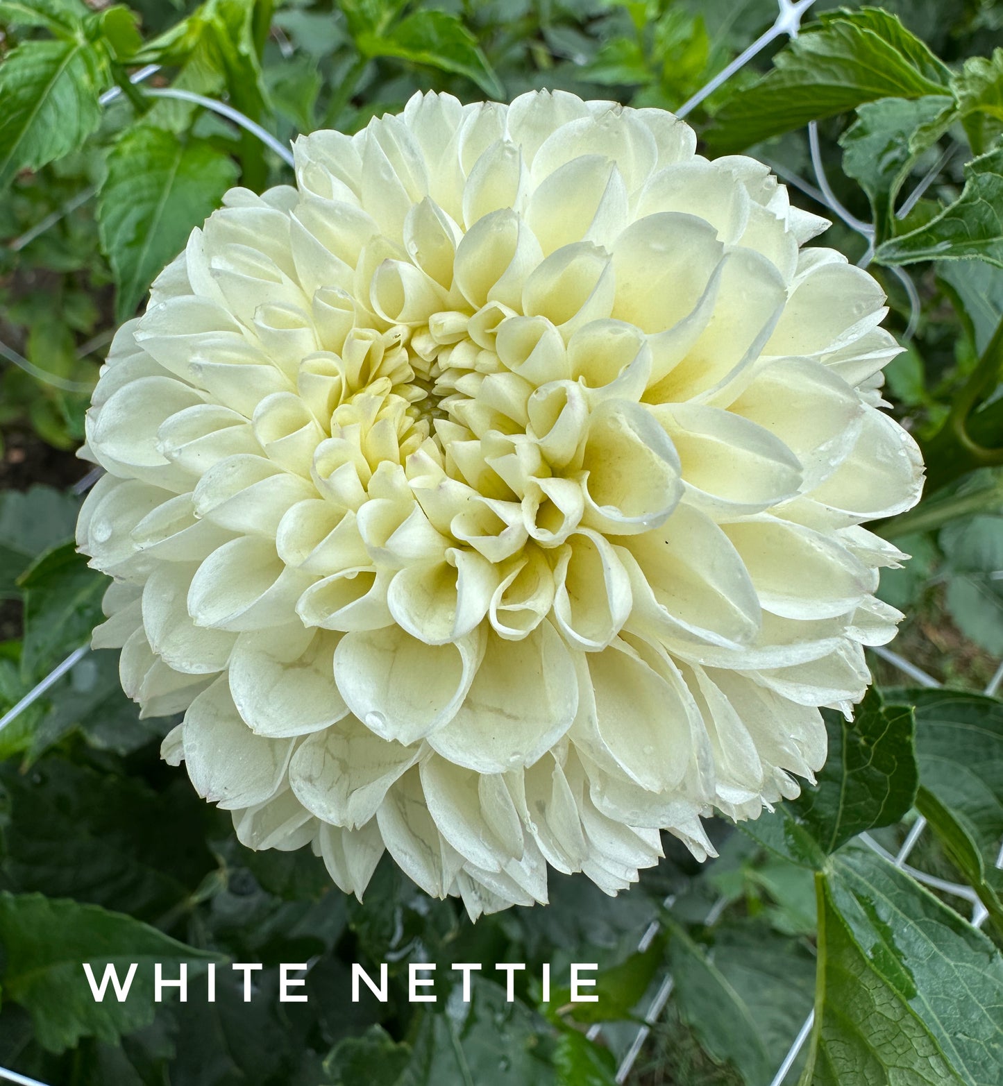 White Nettie