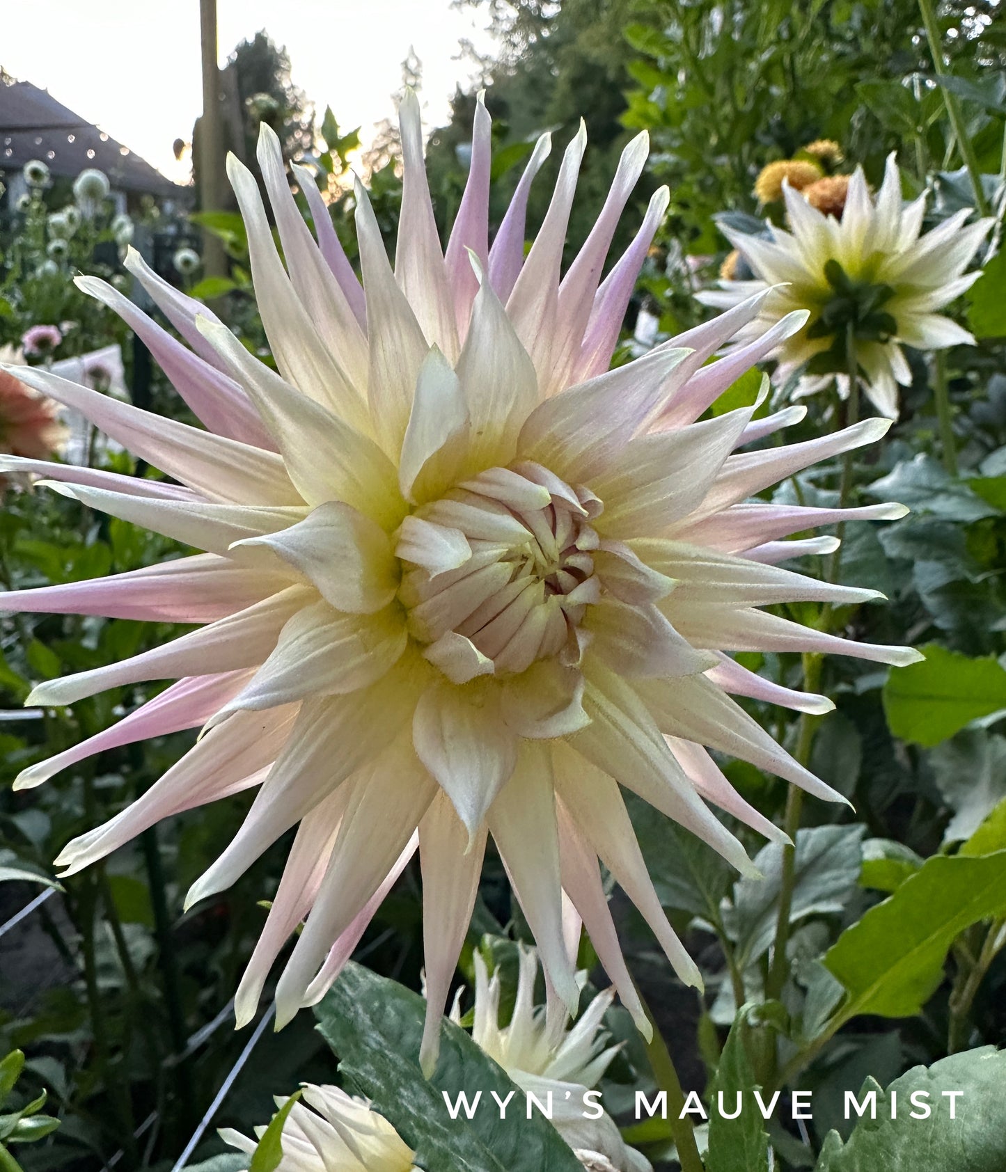 Wyn's Mauve Mist