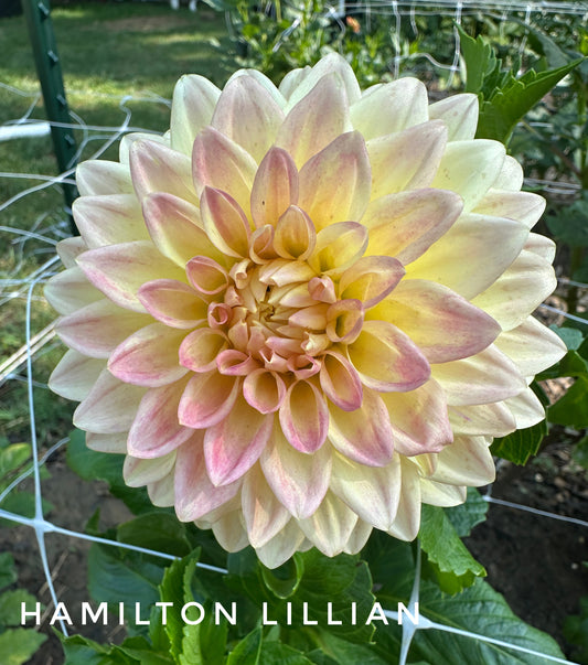Hamilton Lillian