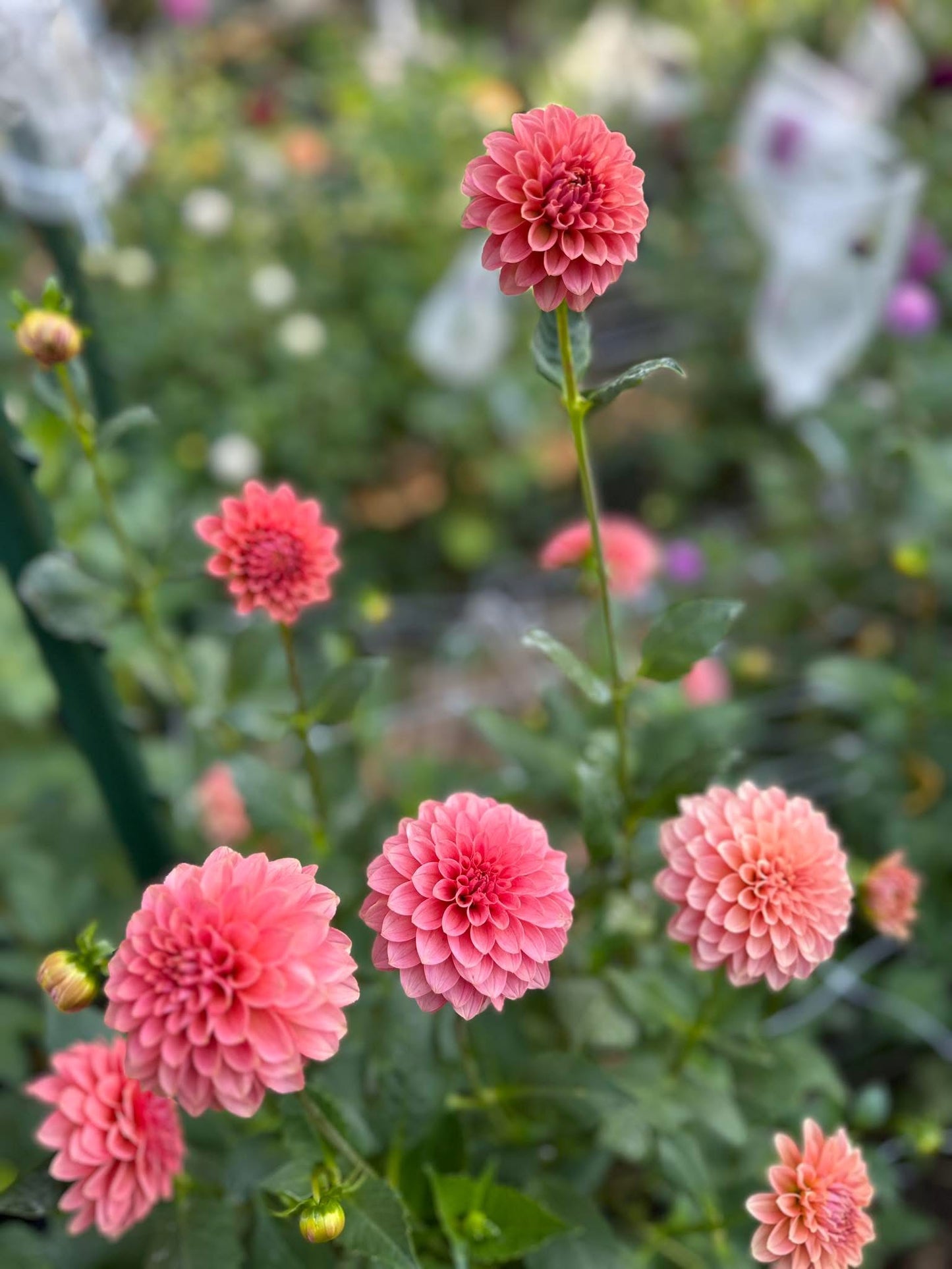 KA's® Boho Peach