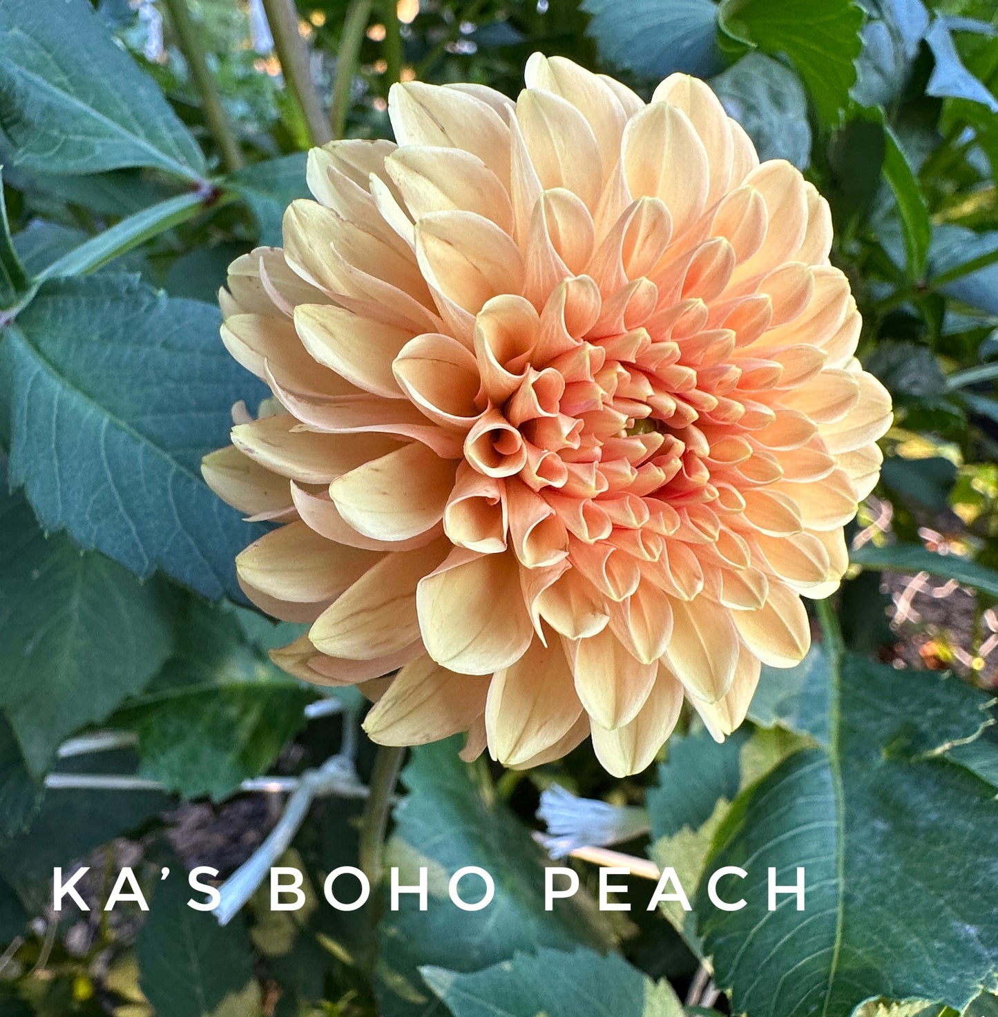 KA's® Boho Peach