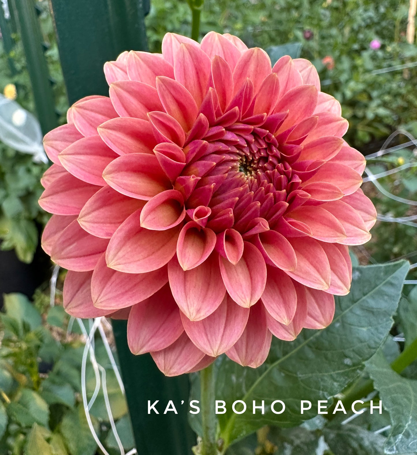 KA's® Boho Peach