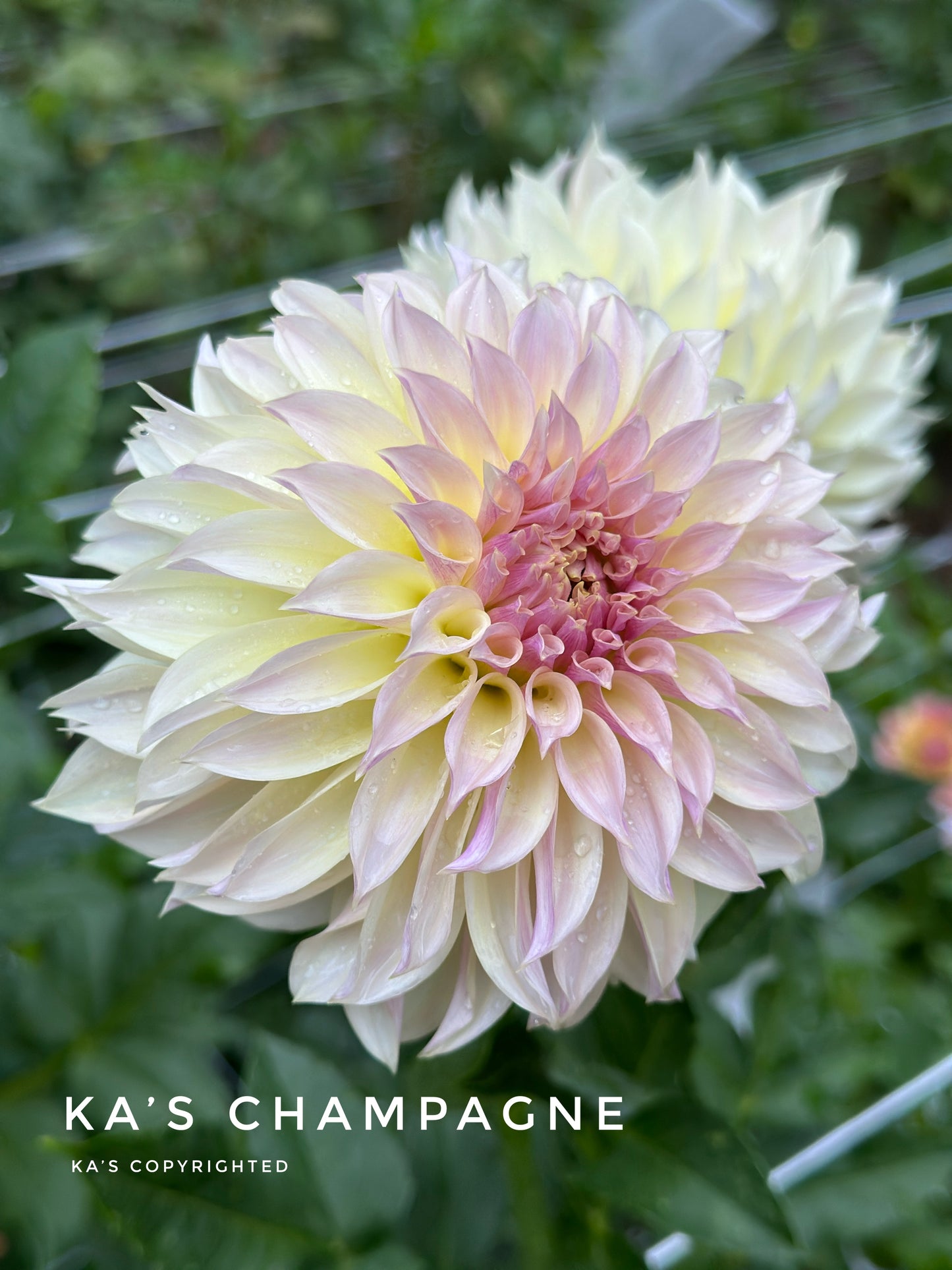 KA's® Champagne