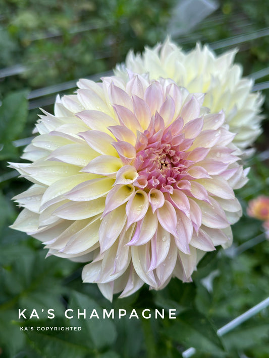 KA's® Champagne