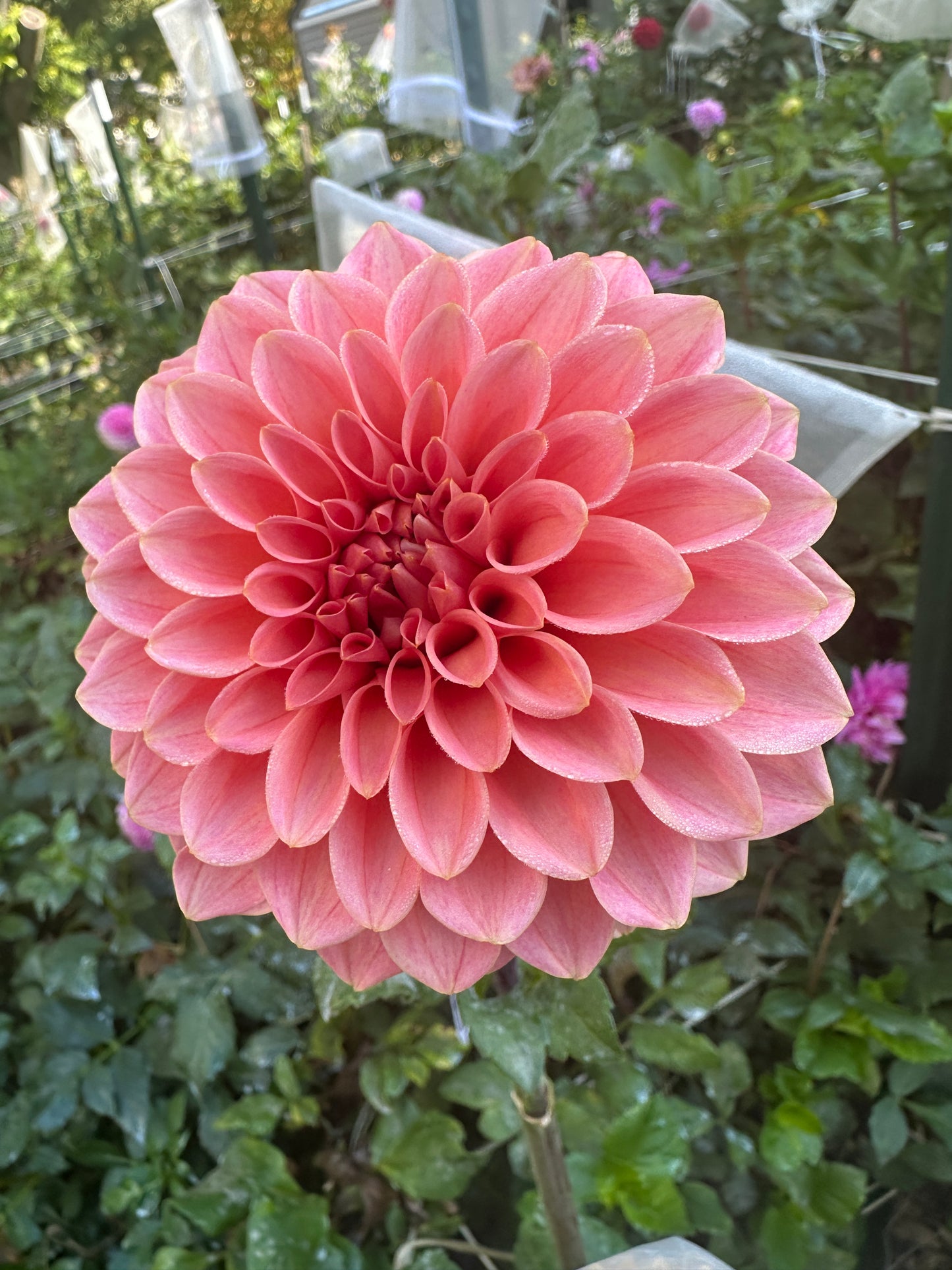 KA's® Keltie Rose